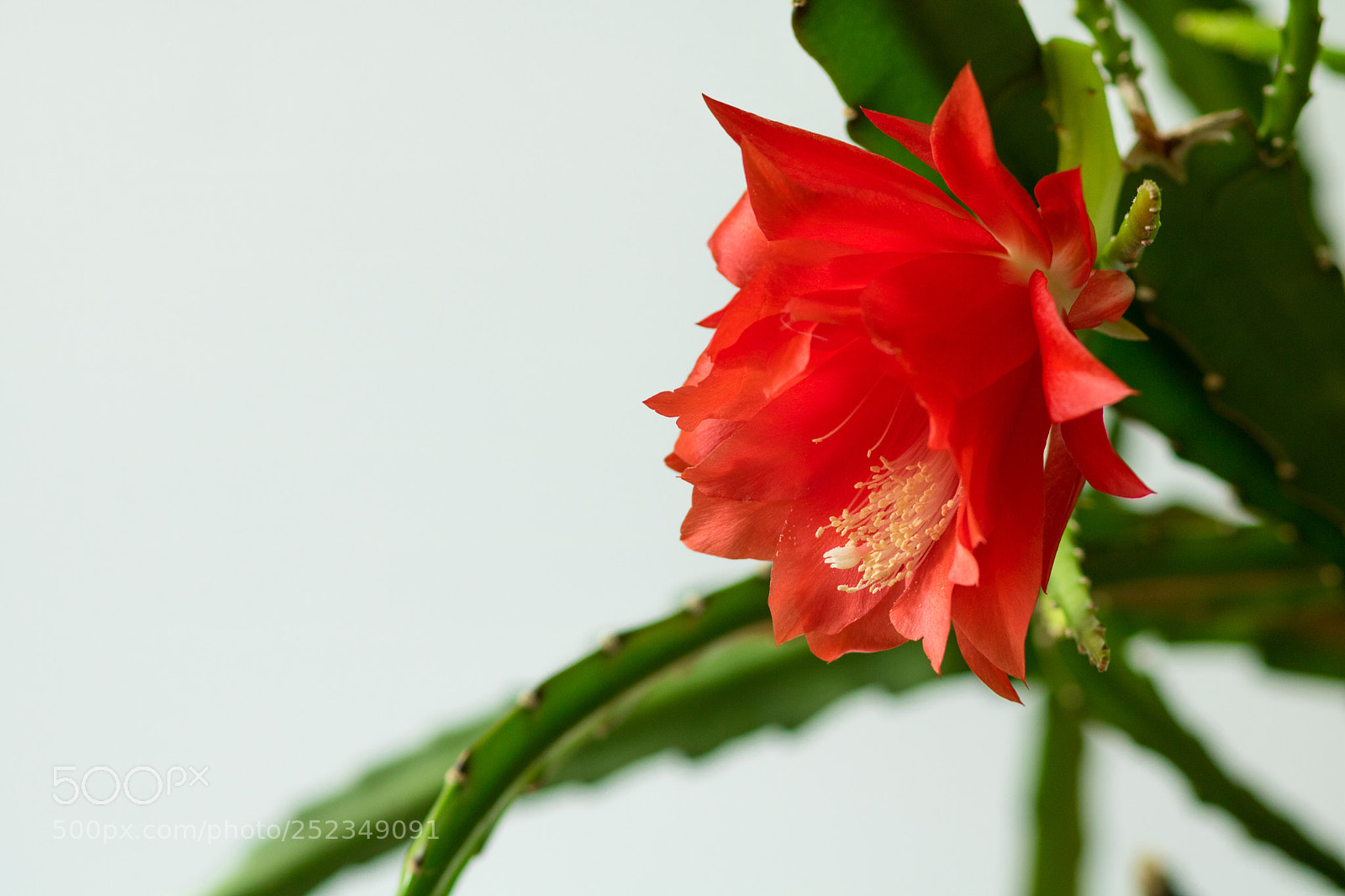 Canon EOS 760D (EOS Rebel T6s / EOS 8000D) sample photo. Easter cactus photography