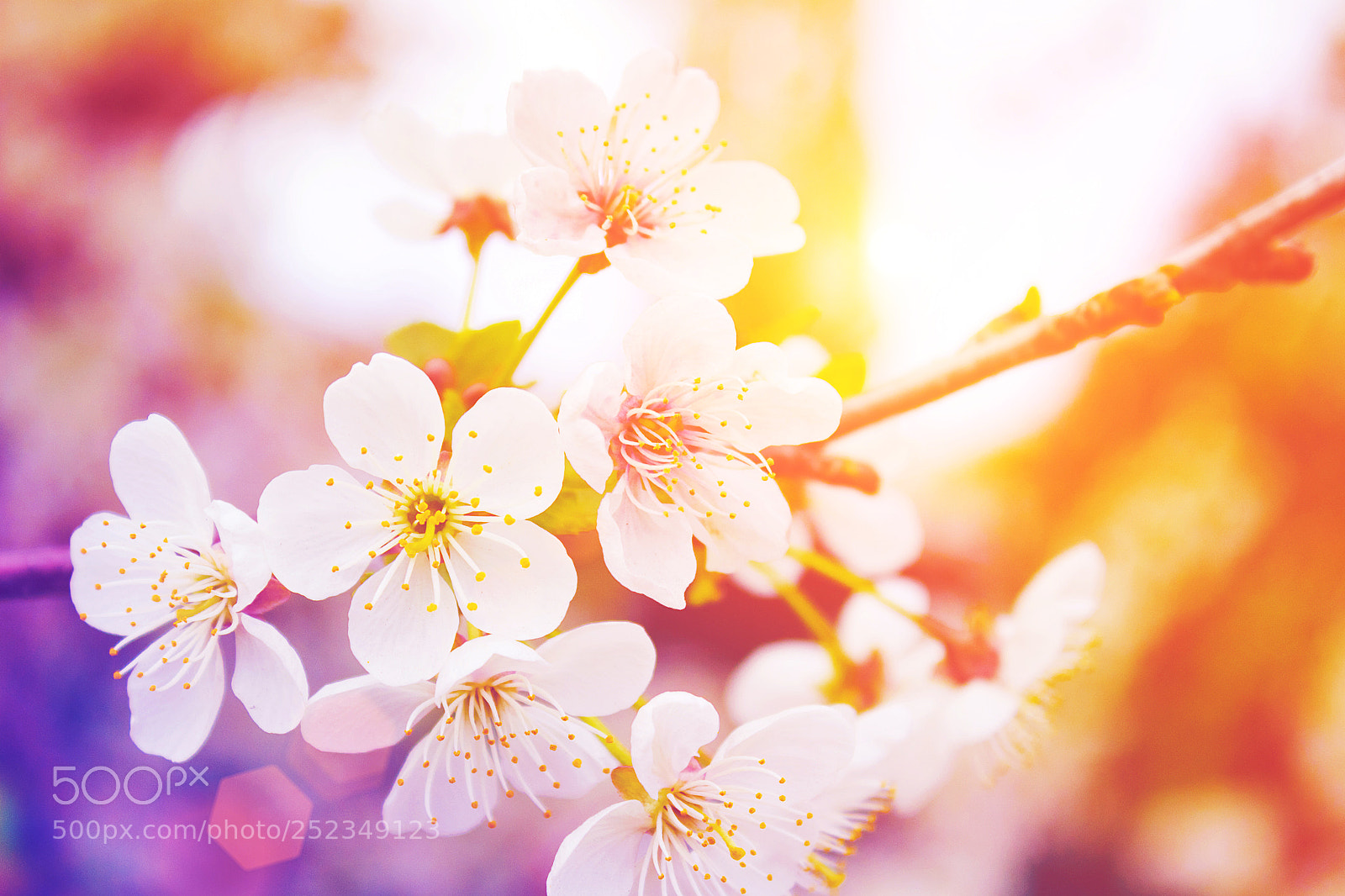 Canon EOS 650D (EOS Rebel T4i / EOS Kiss X6i) sample photo. Flowers on spring tree photography