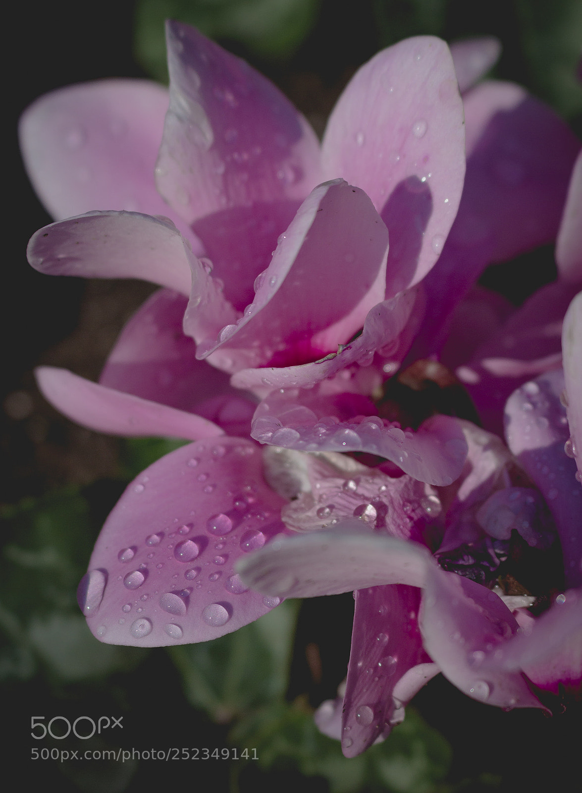 Canon EOS 700D (EOS Rebel T5i / EOS Kiss X7i) sample photo. Pink photography