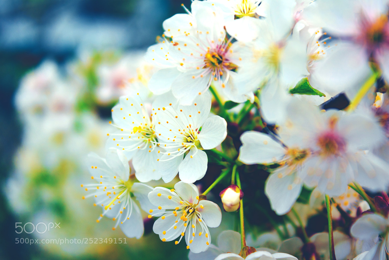 Canon EOS 650D (EOS Rebel T4i / EOS Kiss X6i) sample photo. Cherry blossom tree photography