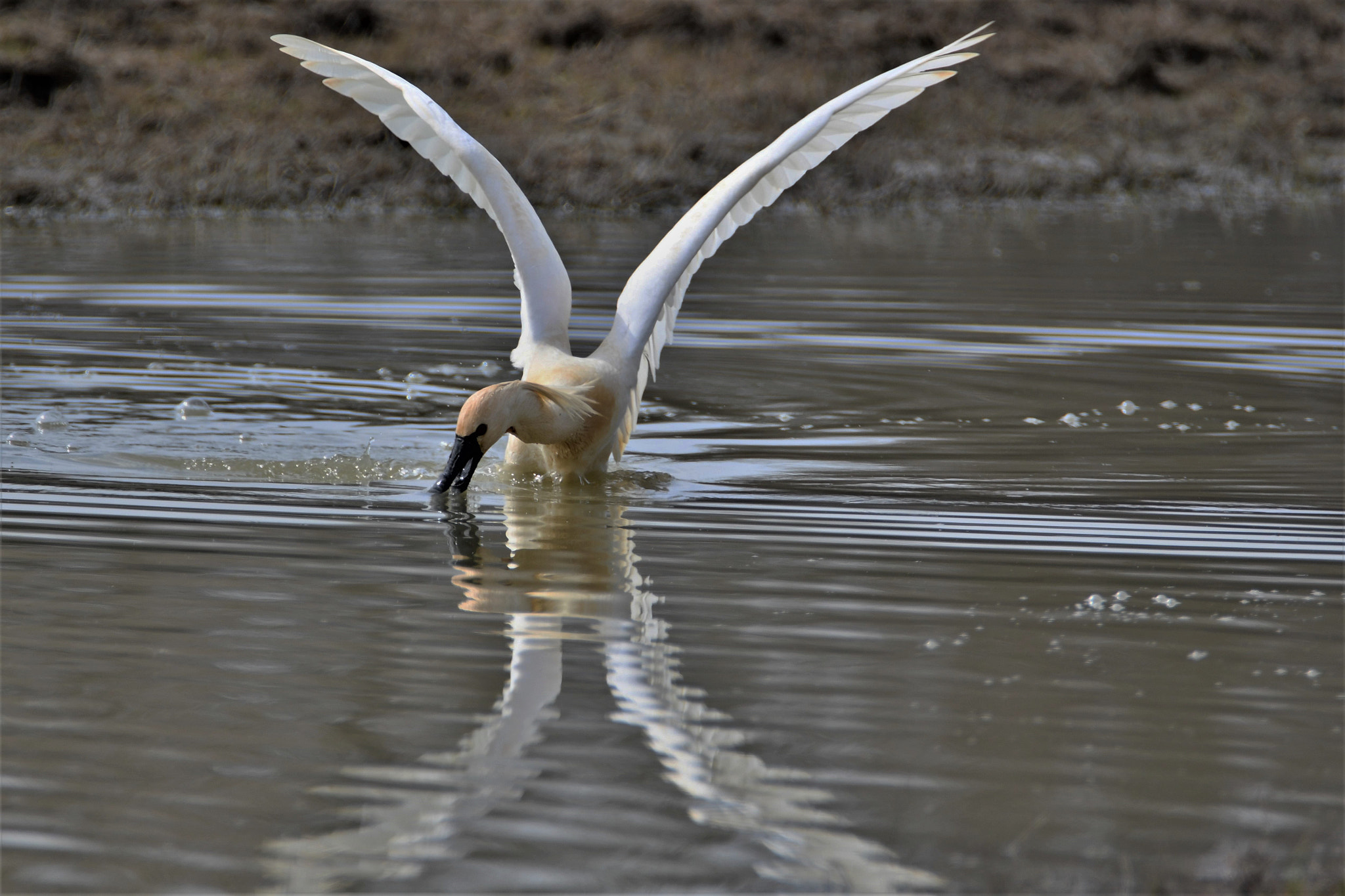 Nikon D7500 sample photo. Wings photography