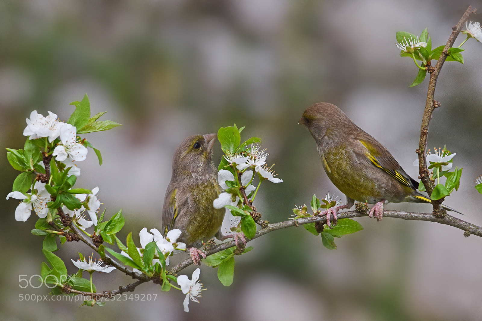 Nikon D5300 sample photo. On the plum tree photography