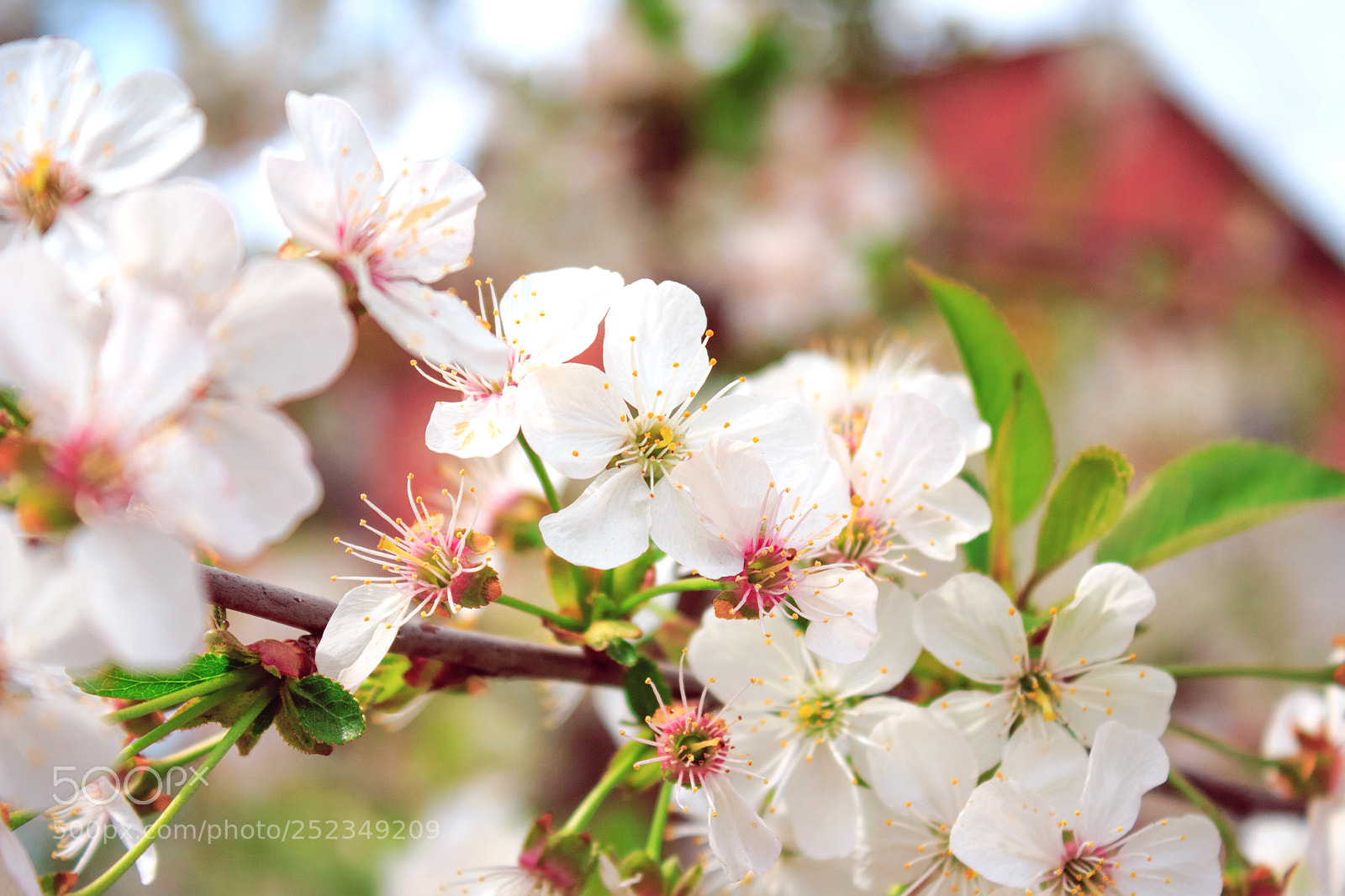 Canon EOS 650D (EOS Rebel T4i / EOS Kiss X6i) sample photo. Branch of cherry blossoms photography