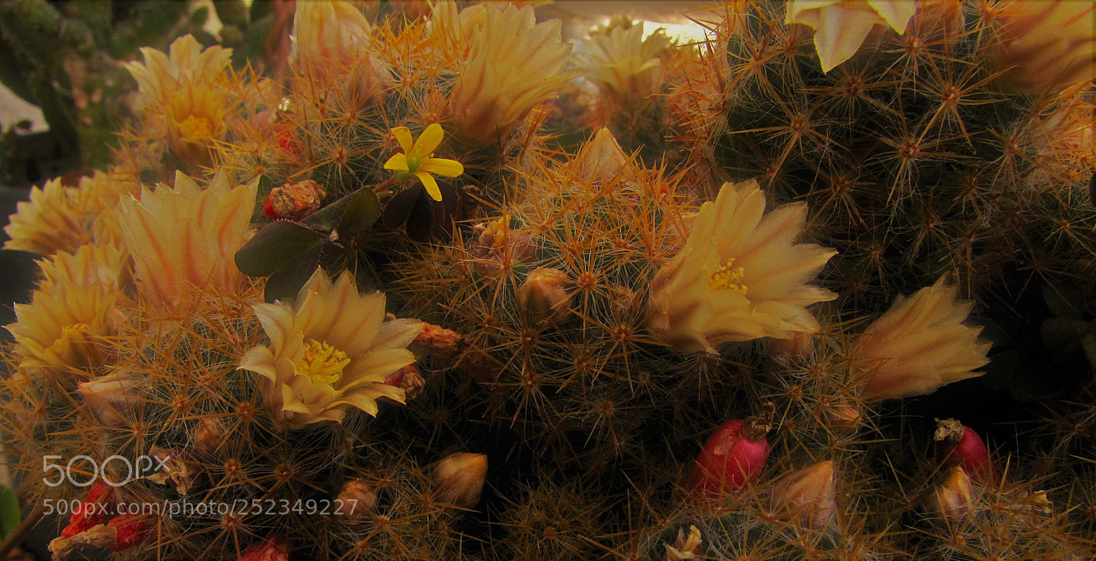 Canon PowerShot SX20 IS sample photo. Cactus flowers and a photography