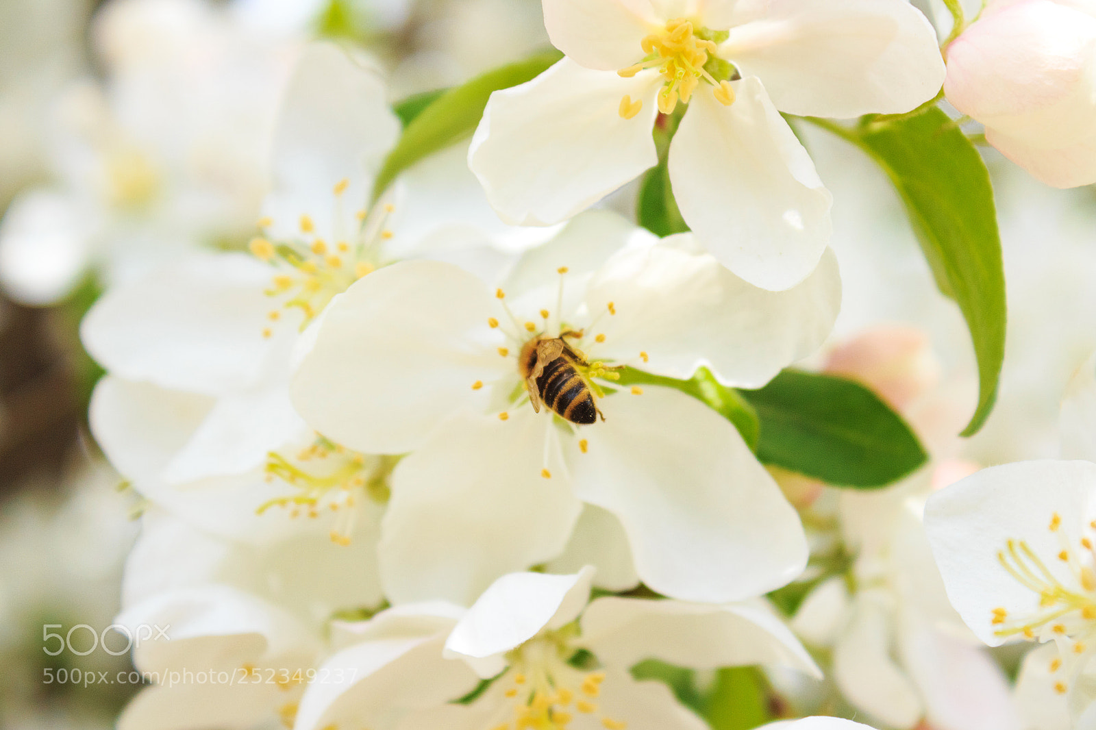 Canon EOS 650D (EOS Rebel T4i / EOS Kiss X6i) sample photo. Bee on a white photography