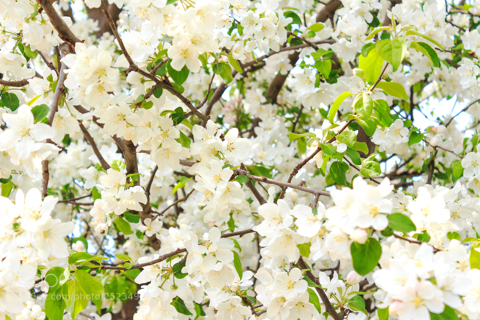 Canon EOS 650D (EOS Rebel T4i / EOS Kiss X6i) sample photo. Tree with white flowers photography