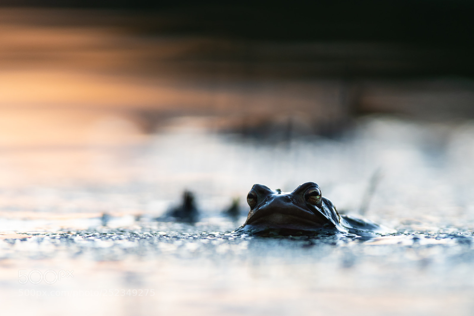 Nikon D500 sample photo. Frog sunset photography