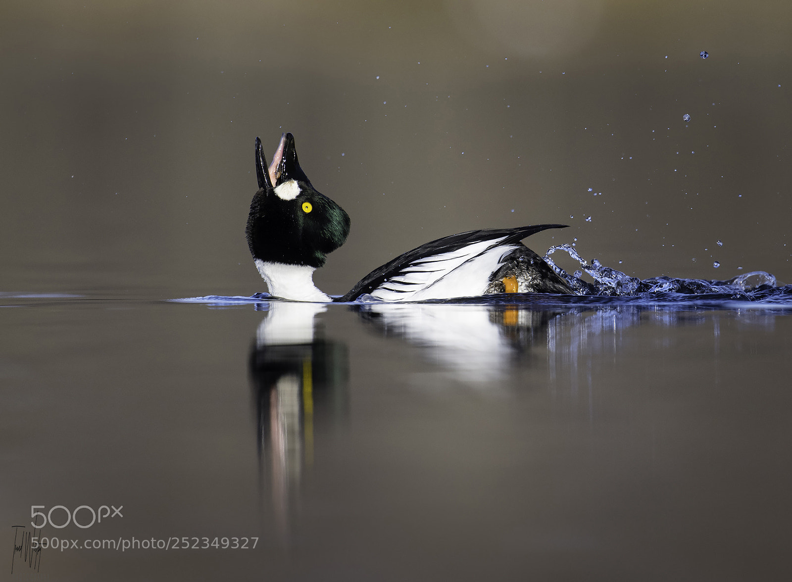 Nikon D850 sample photo. Common goldeneye photography