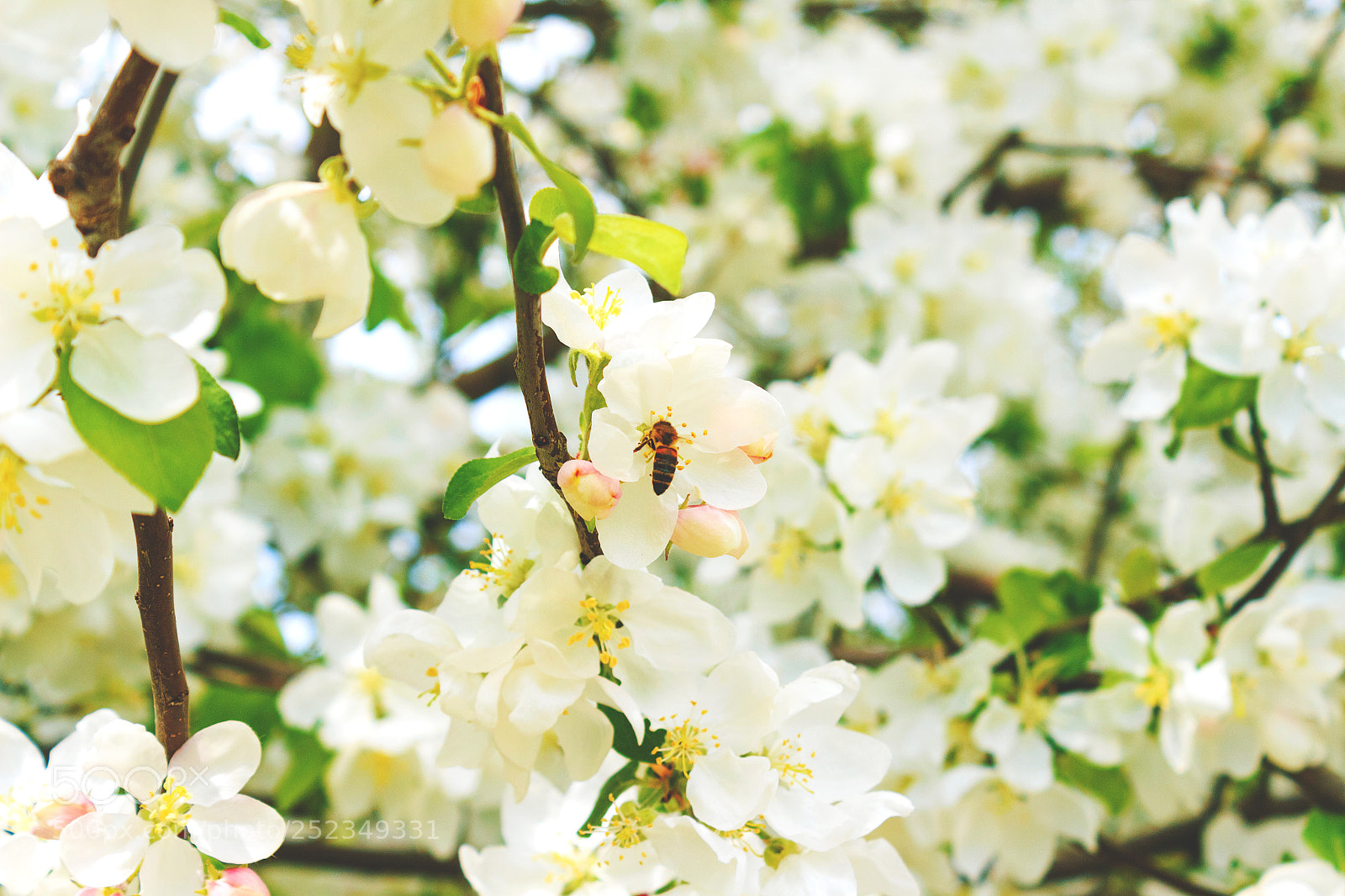 Canon EOS 650D (EOS Rebel T4i / EOS Kiss X6i) sample photo. Bee on a flower photography