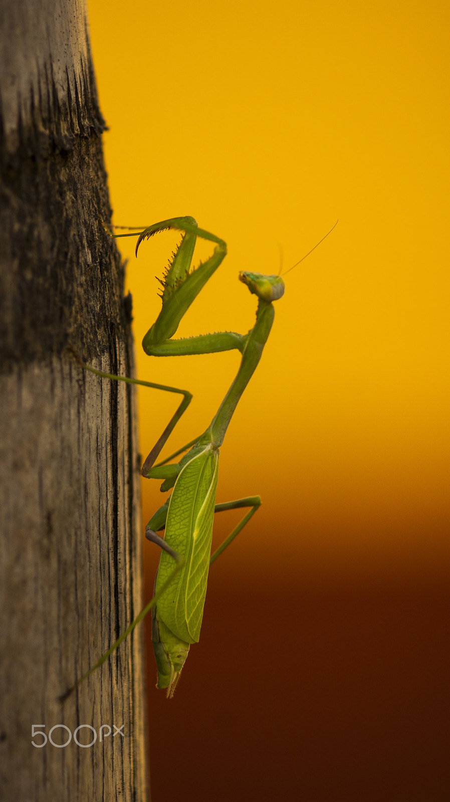 Sony Alpha DSLR-A380 sample photo. Mantis climbing. photography