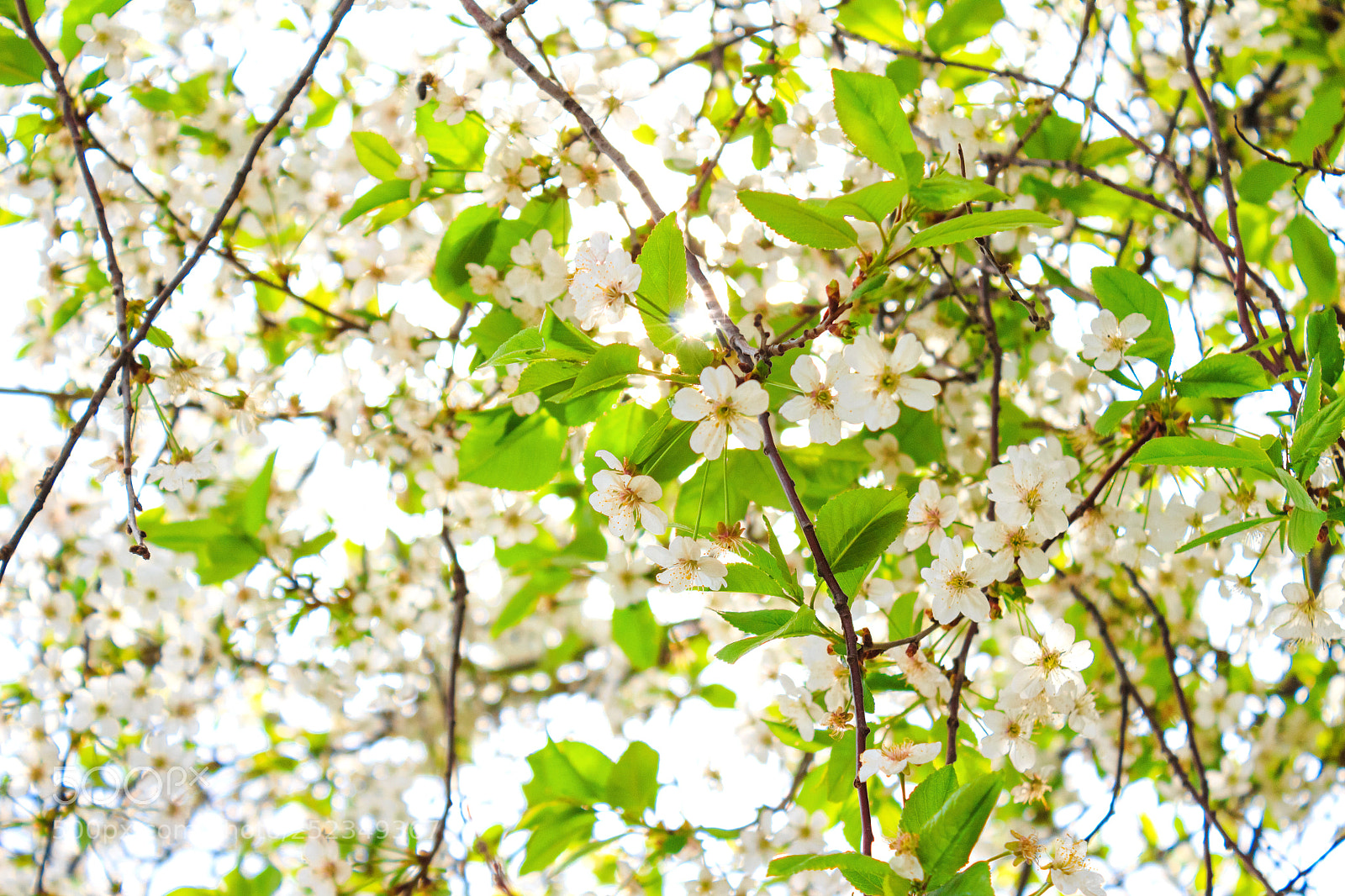 Canon EOS 650D (EOS Rebel T4i / EOS Kiss X6i) sample photo. White flowers on a photography