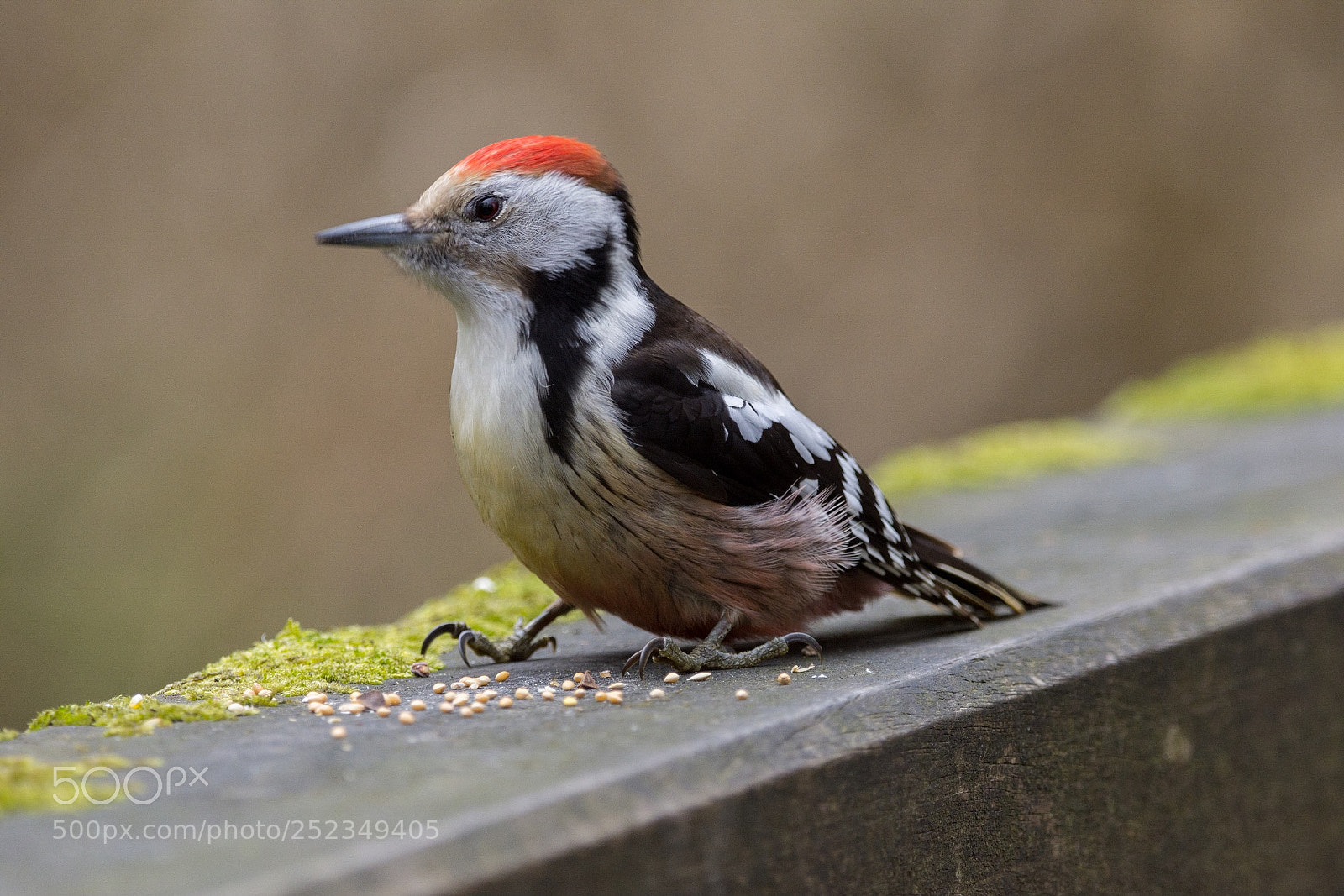 Nikon D7200 sample photo. Dendrocoptes medius iv photography