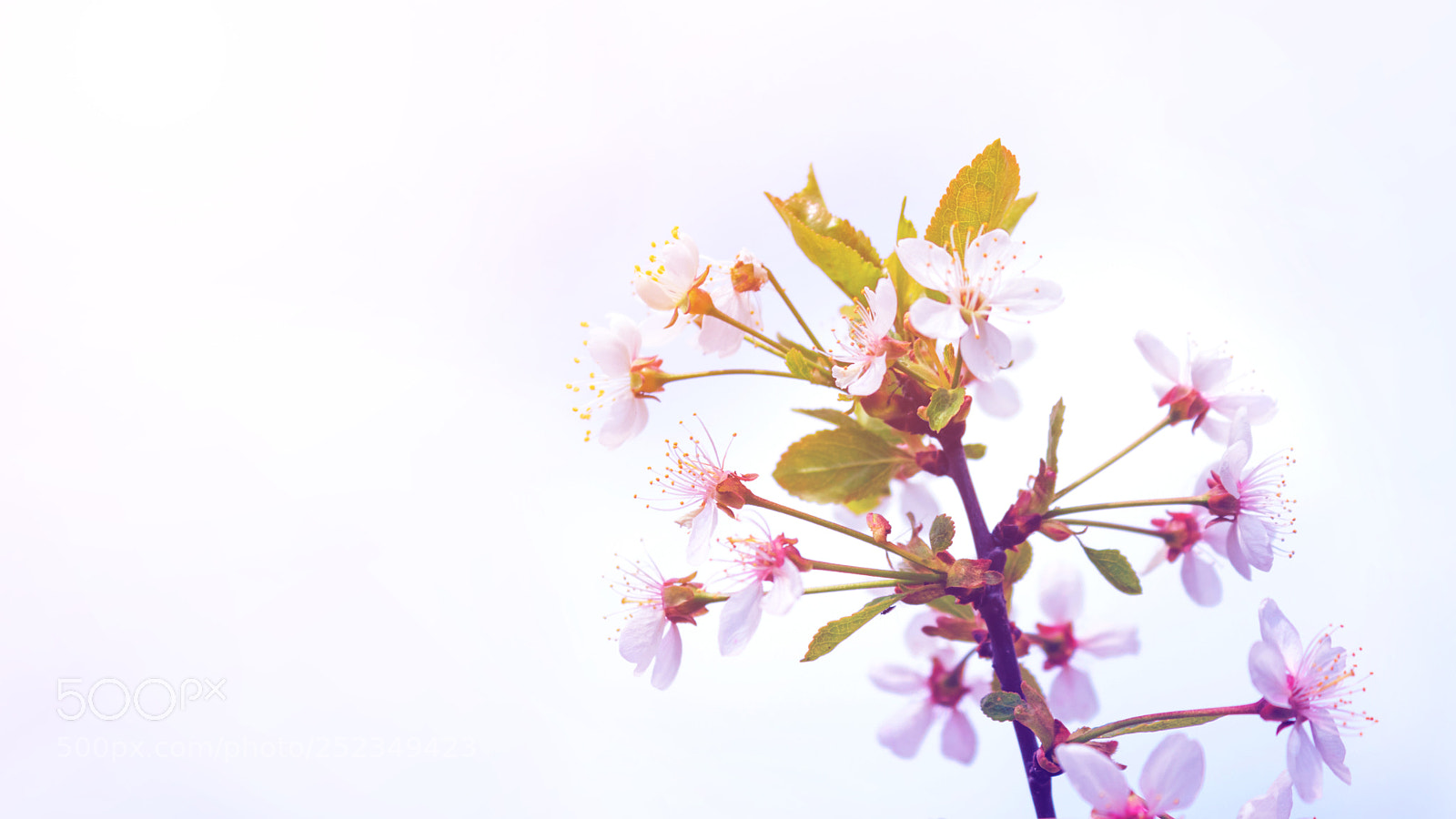 Canon EOS 650D (EOS Rebel T4i / EOS Kiss X6i) sample photo. Beautiful flower blossom photography