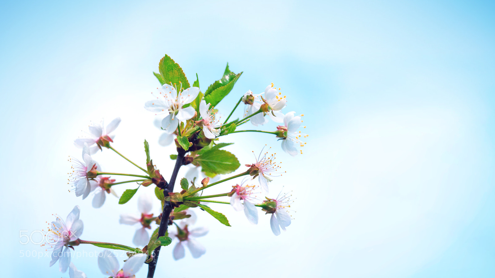Canon EOS 650D (EOS Rebel T4i / EOS Kiss X6i) sample photo. Flowering cherry branch blossom photography