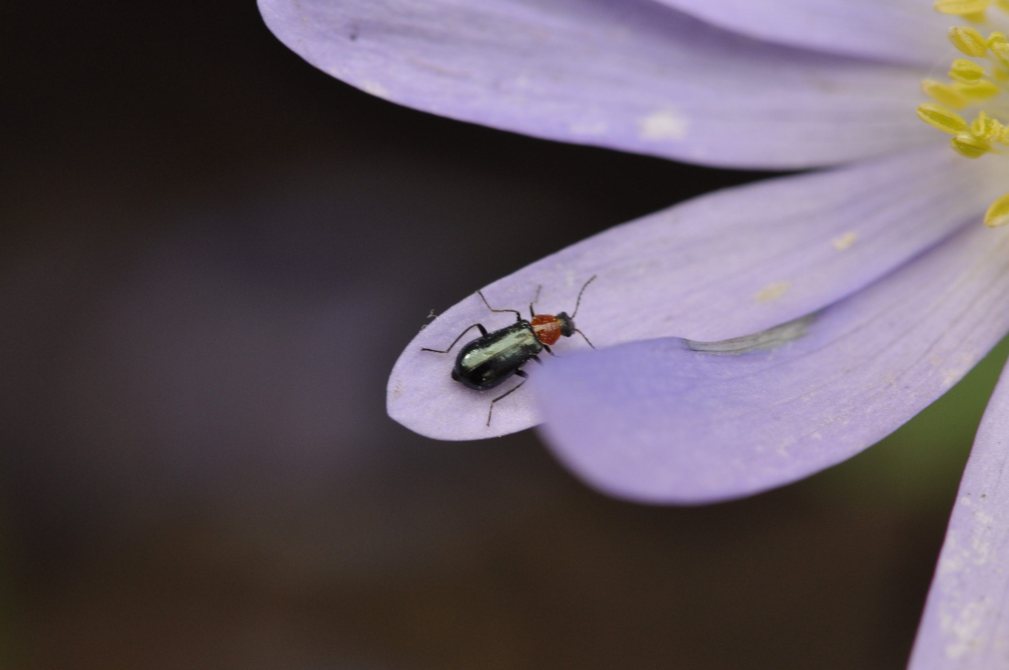 Nikon AF-S Micro-Nikkor 105mm F2.8G IF-ED VR sample photo. Dsc photography