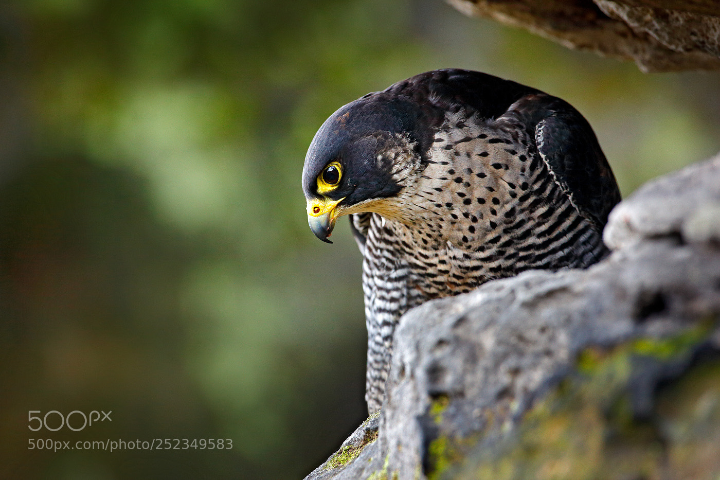 Canon EOS 5D Mark II sample photo. Peregrine falcon (falco peregrinus) photography