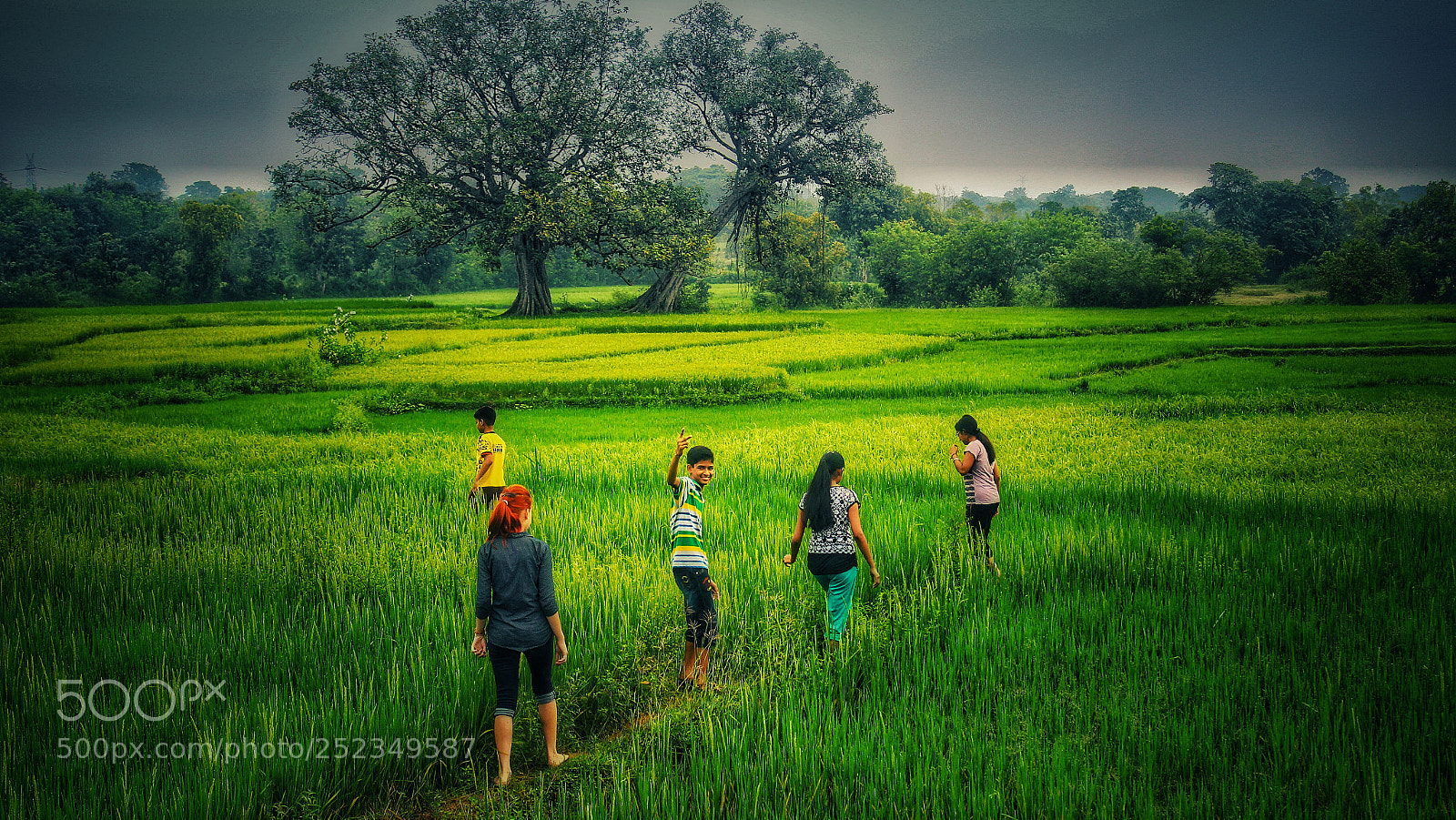 Canon EOS 700D (EOS Rebel T5i / EOS Kiss X7i) sample photo. The green maze photography