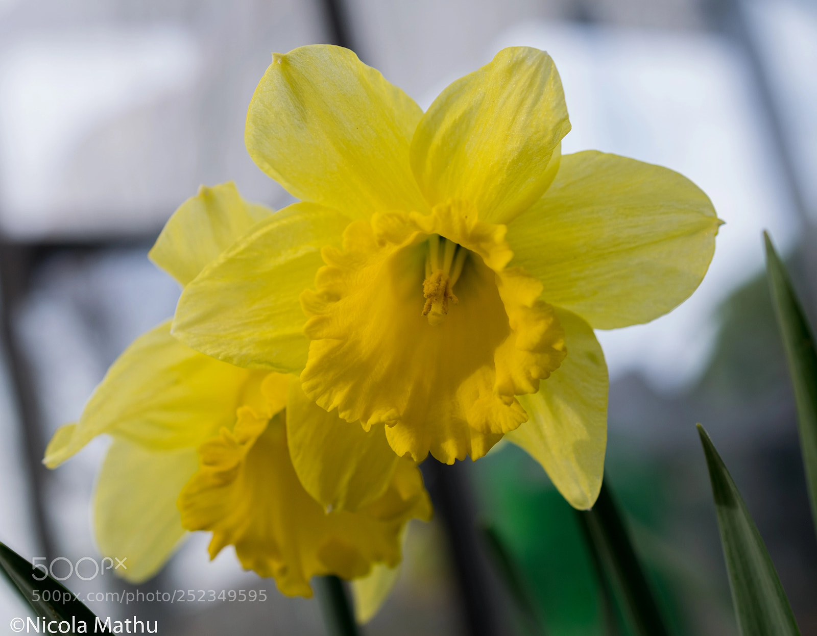 Nikon D5300 sample photo. Narcis photography
