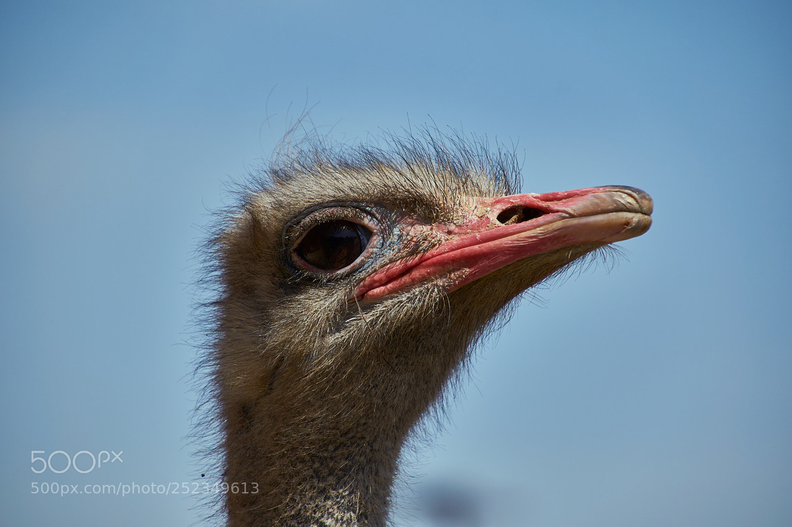 Nikon D3300 sample photo. Badass ostrich photography