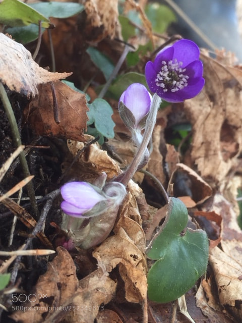 Apple iPhone 6 sample photo. Blåsippa photography