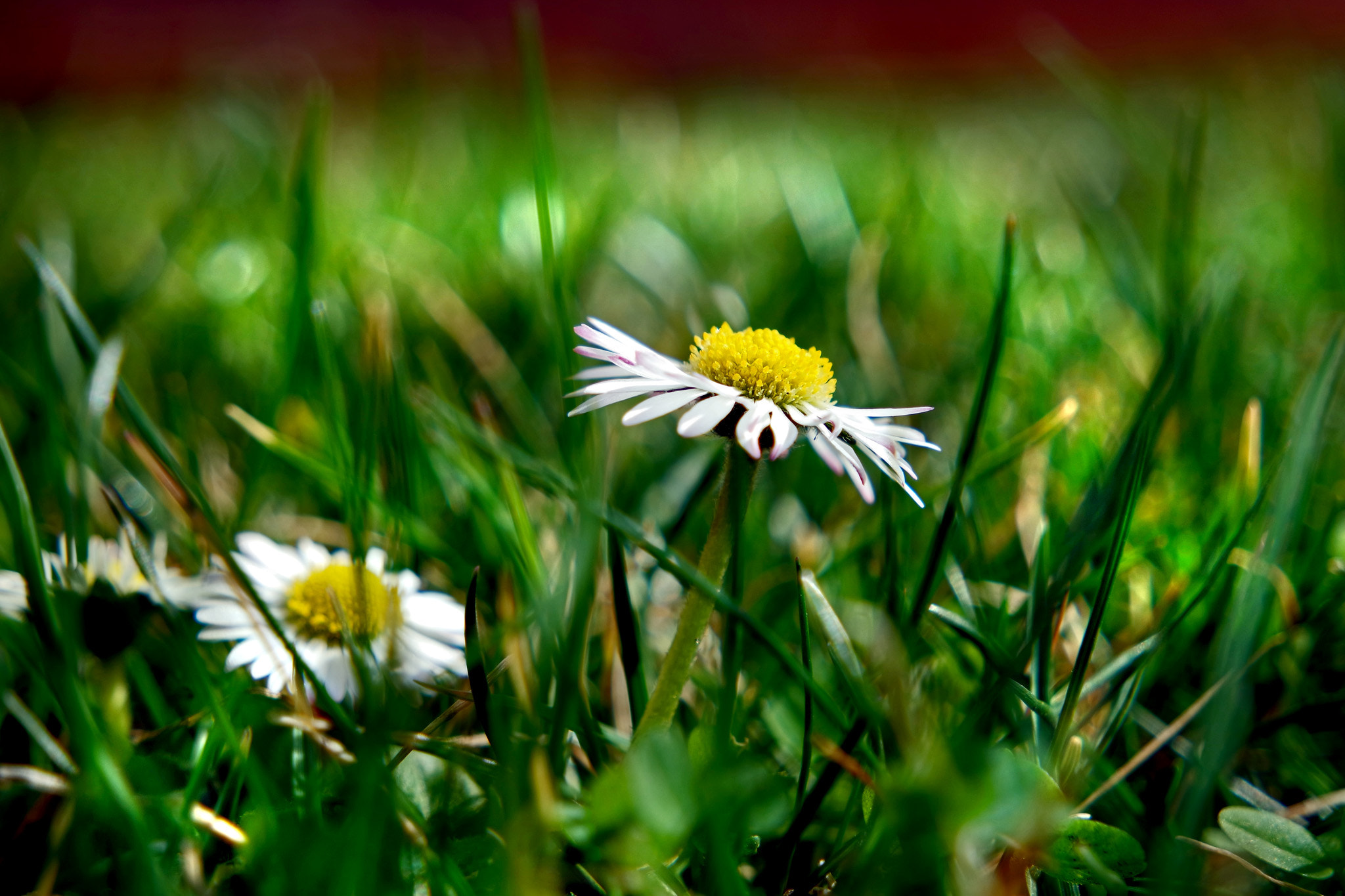 Samsung NX3300 sample photo. Daisies photography