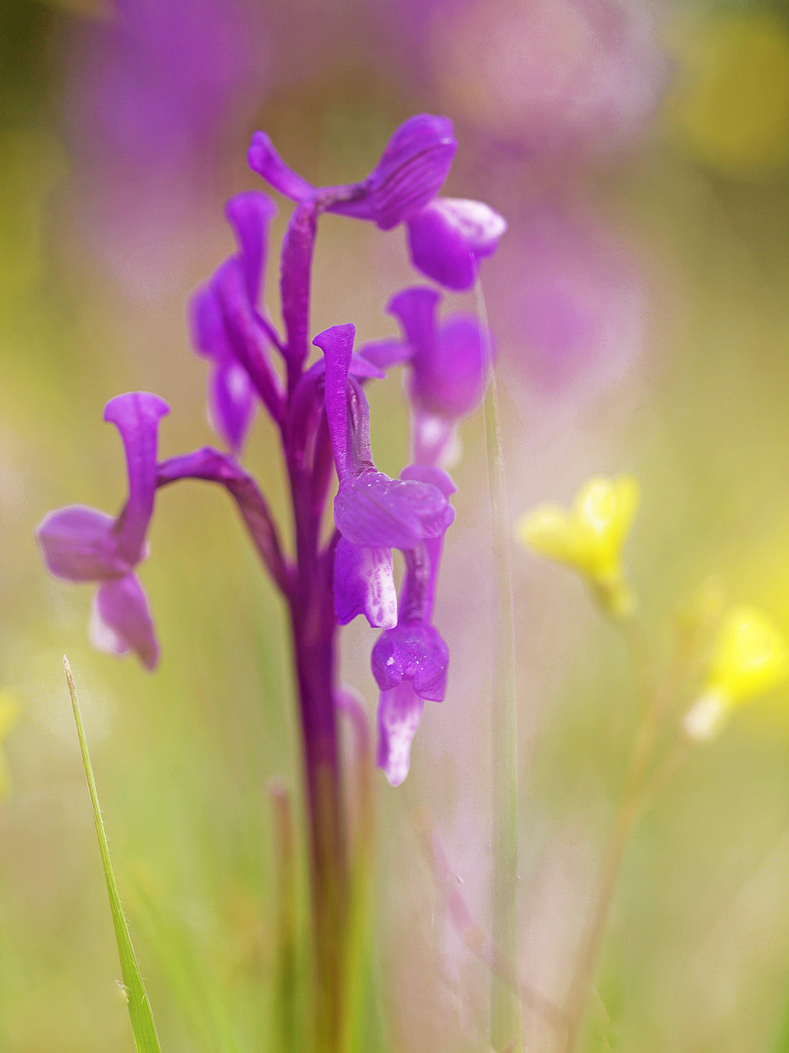 Olympus E-30 sample photo. Orquideas. photography