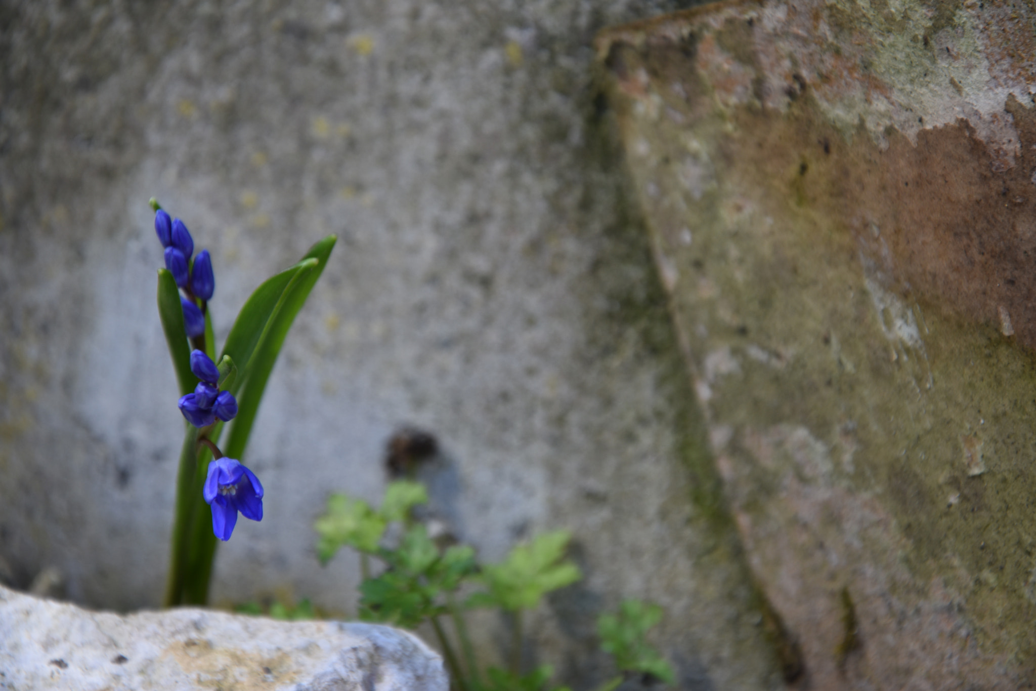 Nikon D5600 sample photo. Spring photography