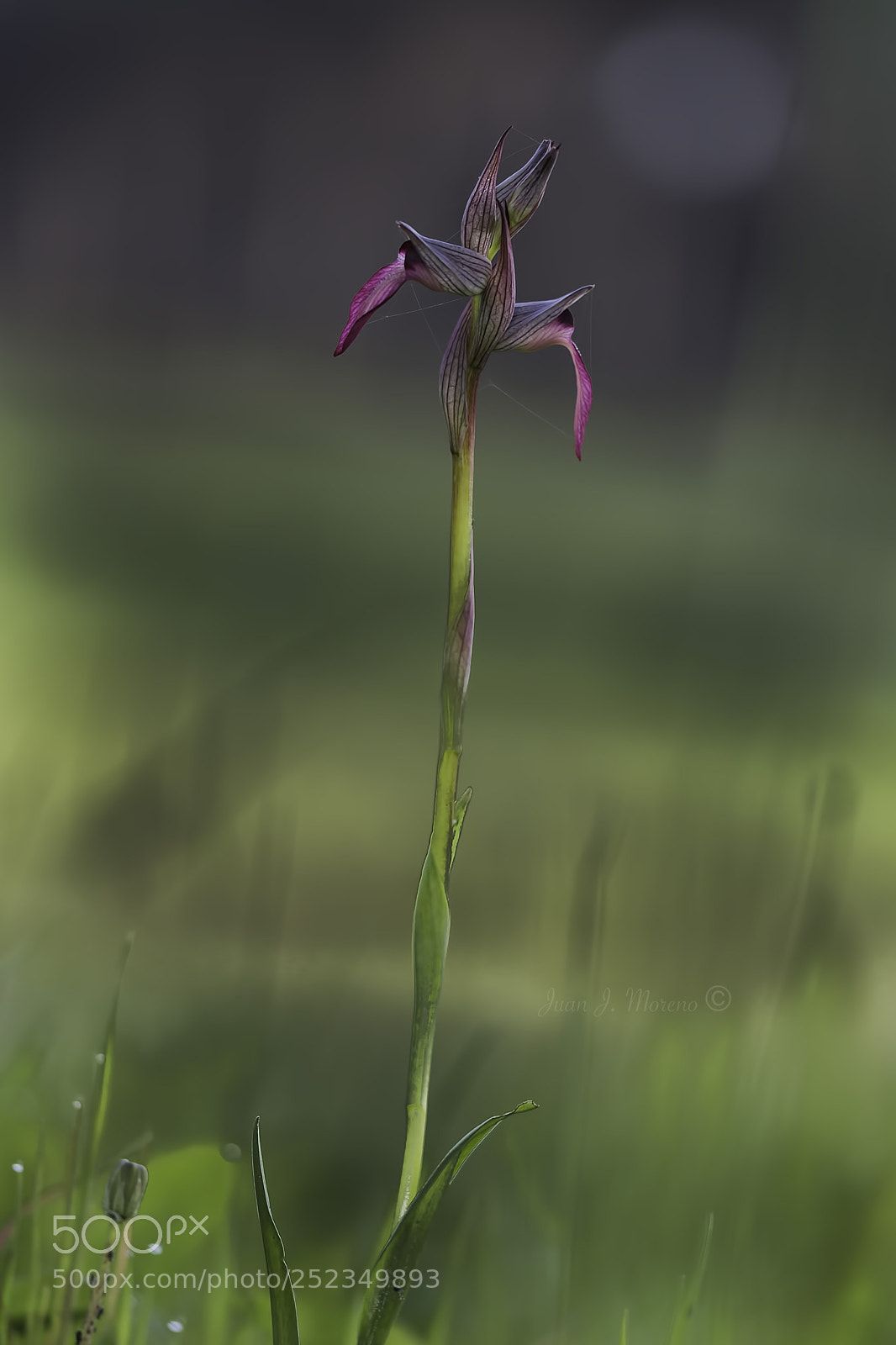 Nikon D7200 sample photo. Orquideas photography