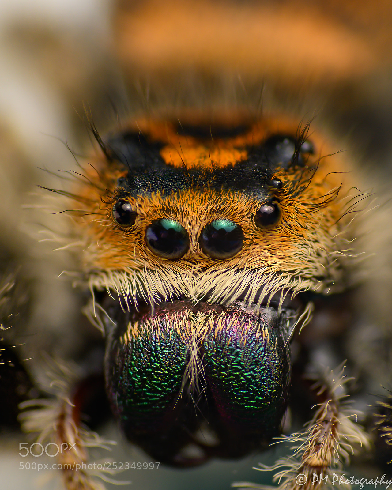 Nikon D500 sample photo. Regal jumper photography