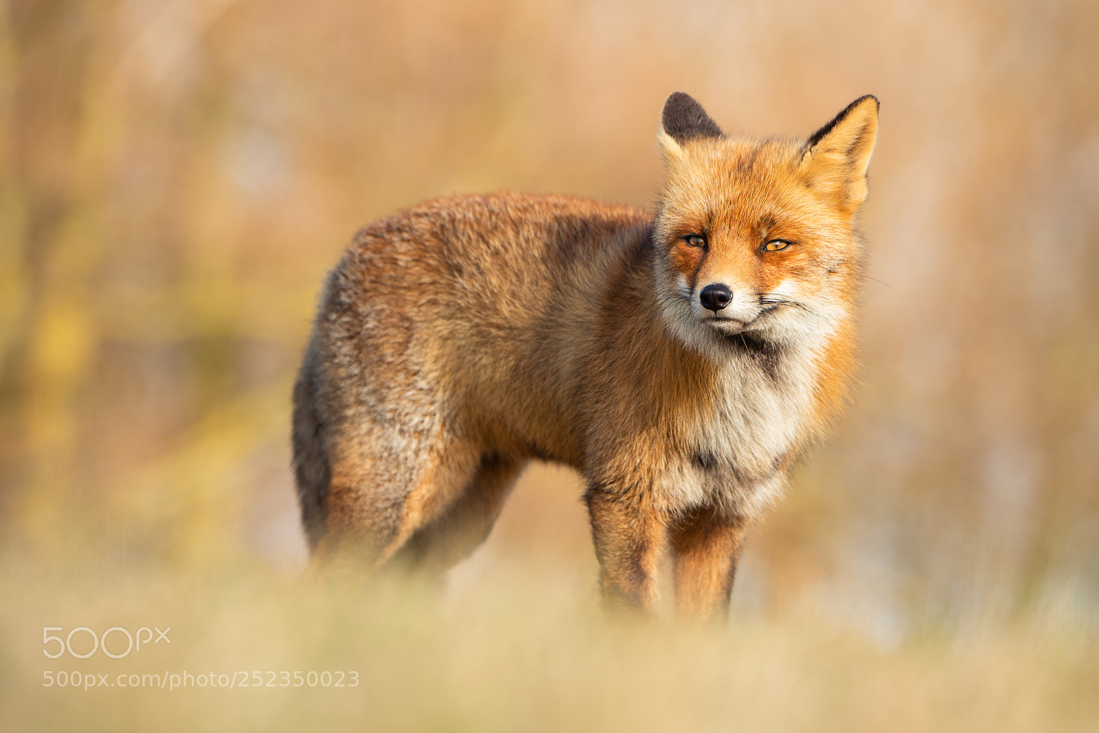 Nikon D810 sample photo. The watcher photography