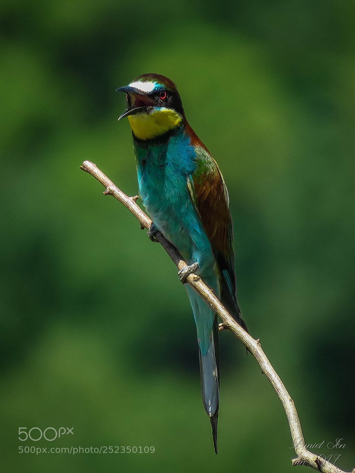 Canon PowerShot SX60 HS sample photo. Prigoria merops apiaster ordinul photography