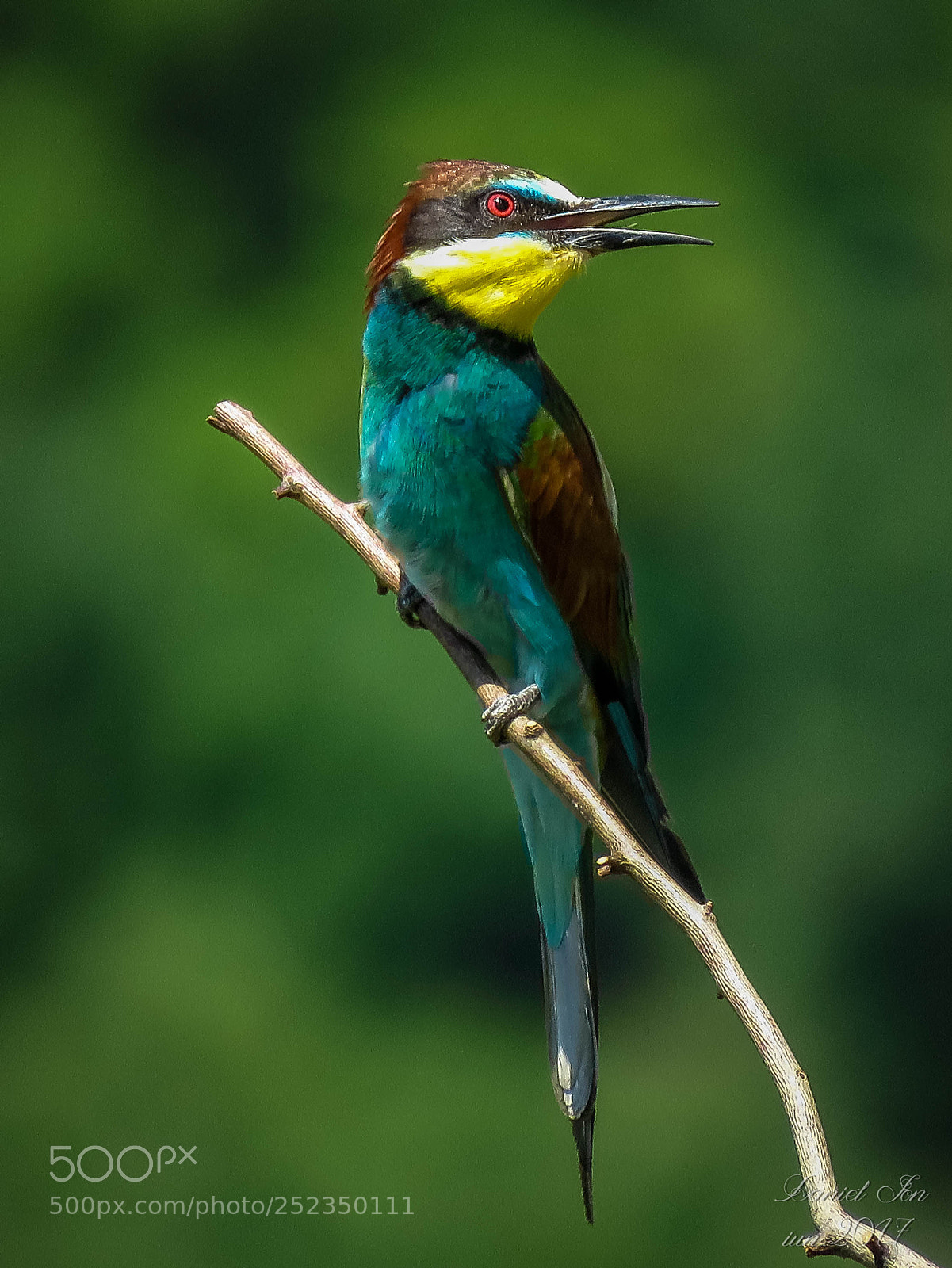 Canon PowerShot SX60 HS sample photo. Prigoria merops apiaster ordinul photography