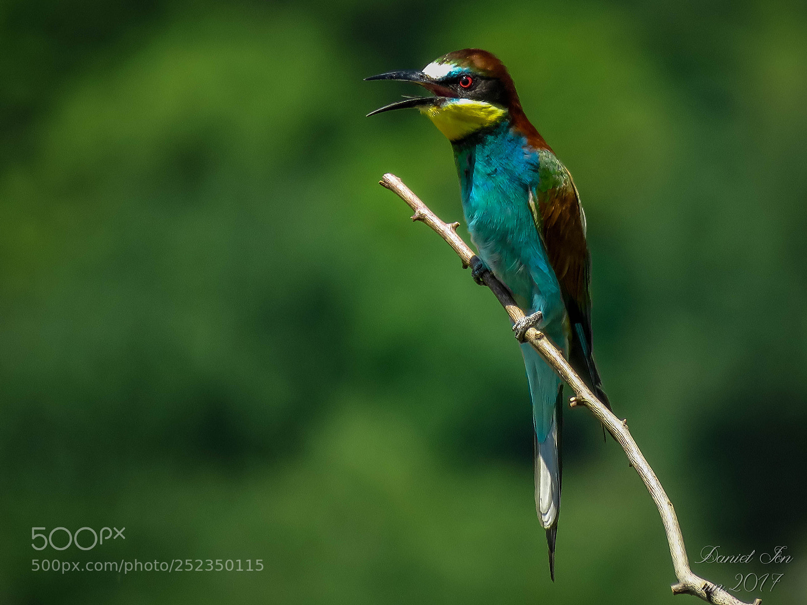 Canon PowerShot SX60 HS sample photo. Prigoria merops apiaster ordinul photography