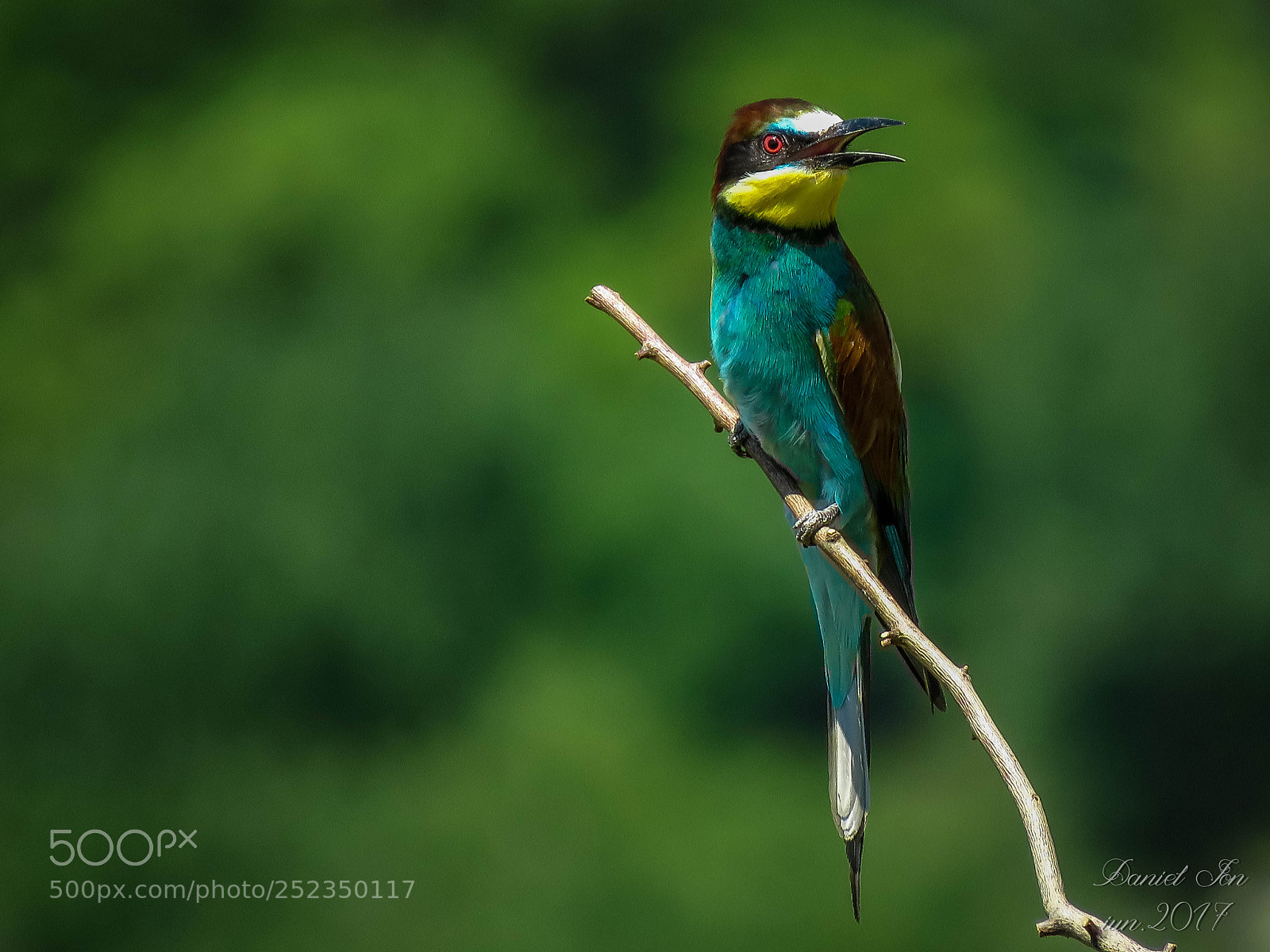 Canon PowerShot SX60 HS sample photo. Prigoria merops apiaster ordinul photography