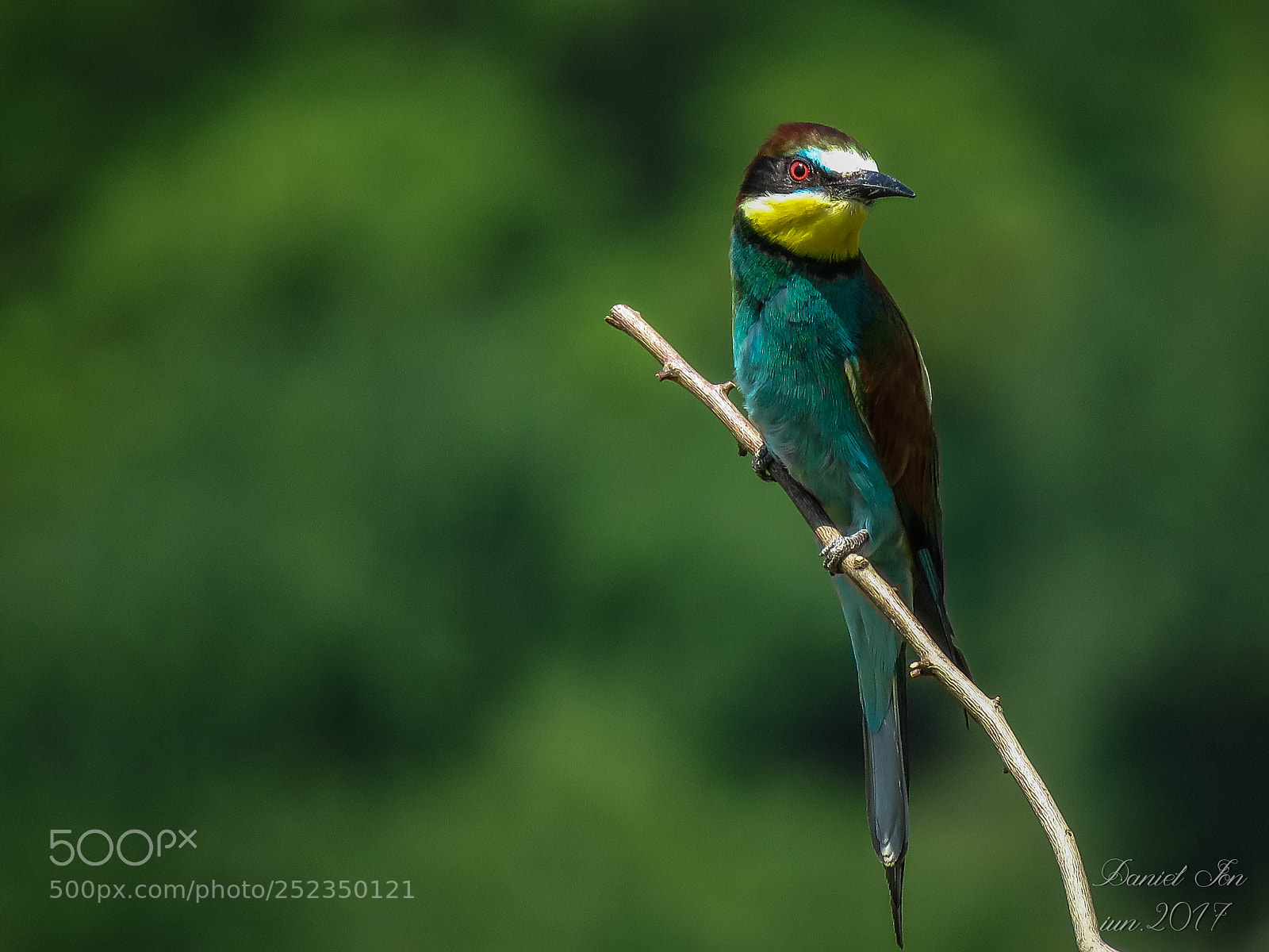 Canon PowerShot SX60 HS sample photo. Prigoria merops apiaster ordinul photography