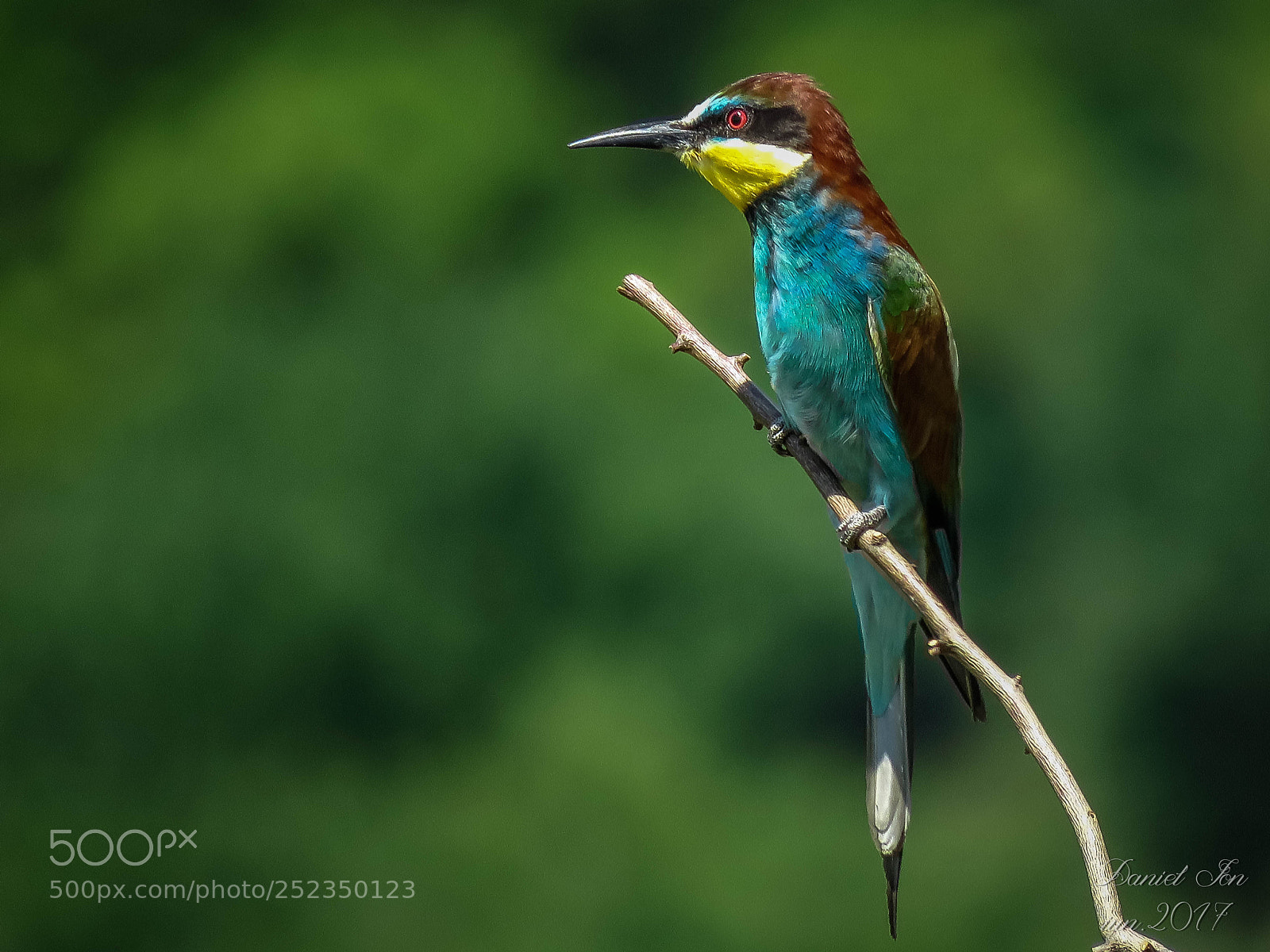 Canon PowerShot SX60 HS sample photo. Prigoria merops apiaster ordinul photography