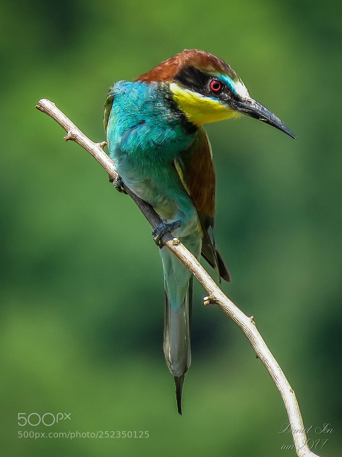 Canon PowerShot SX60 HS sample photo. Prigoria merops apiaster ordinul photography