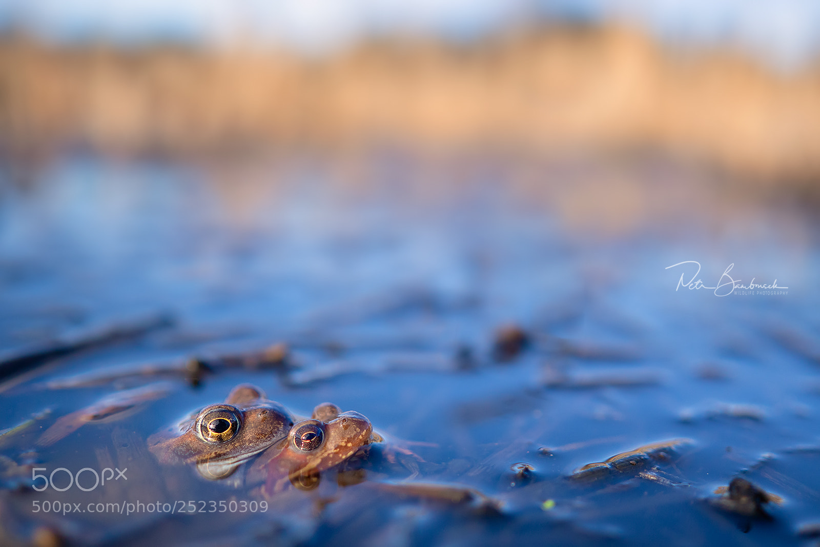 Olympus OM-D E-M10 II sample photo. Common frog | czech republic photography
