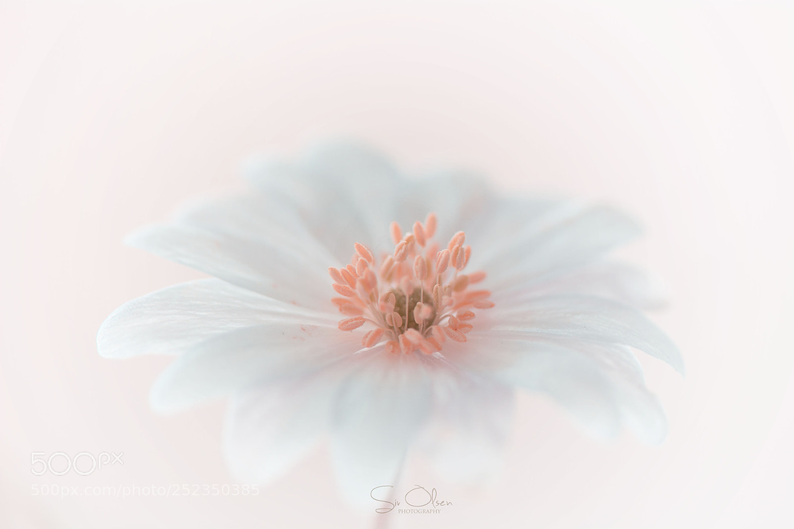 Nikon D7100 sample photo. ~ white flower ~ photography