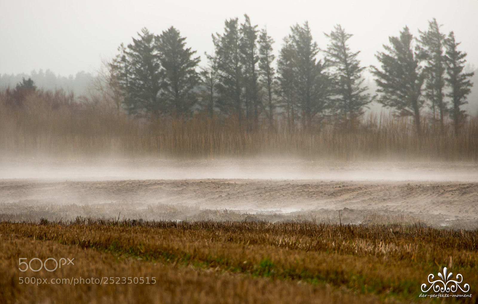 Nikon D800E sample photo. Fog photography