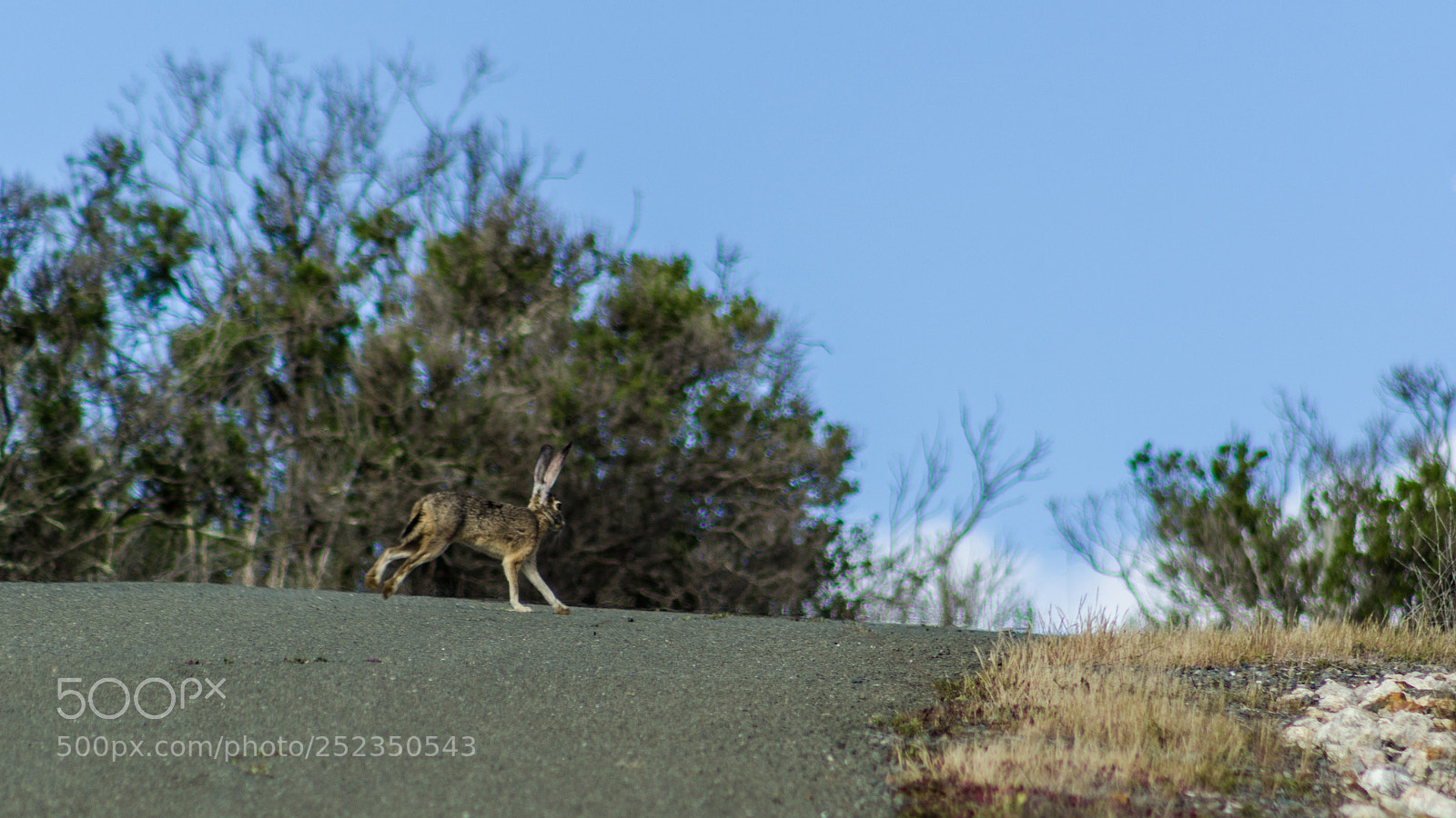Canon EOS 1200D (EOS Rebel T5 / EOS Kiss X70 / EOS Hi) sample photo. Bennett valley jack rabbit photography