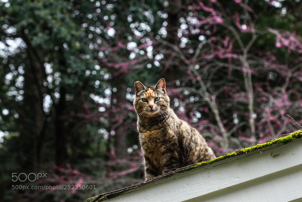 Canon EOS 7D sample photo. Rooftop kitty in the photography