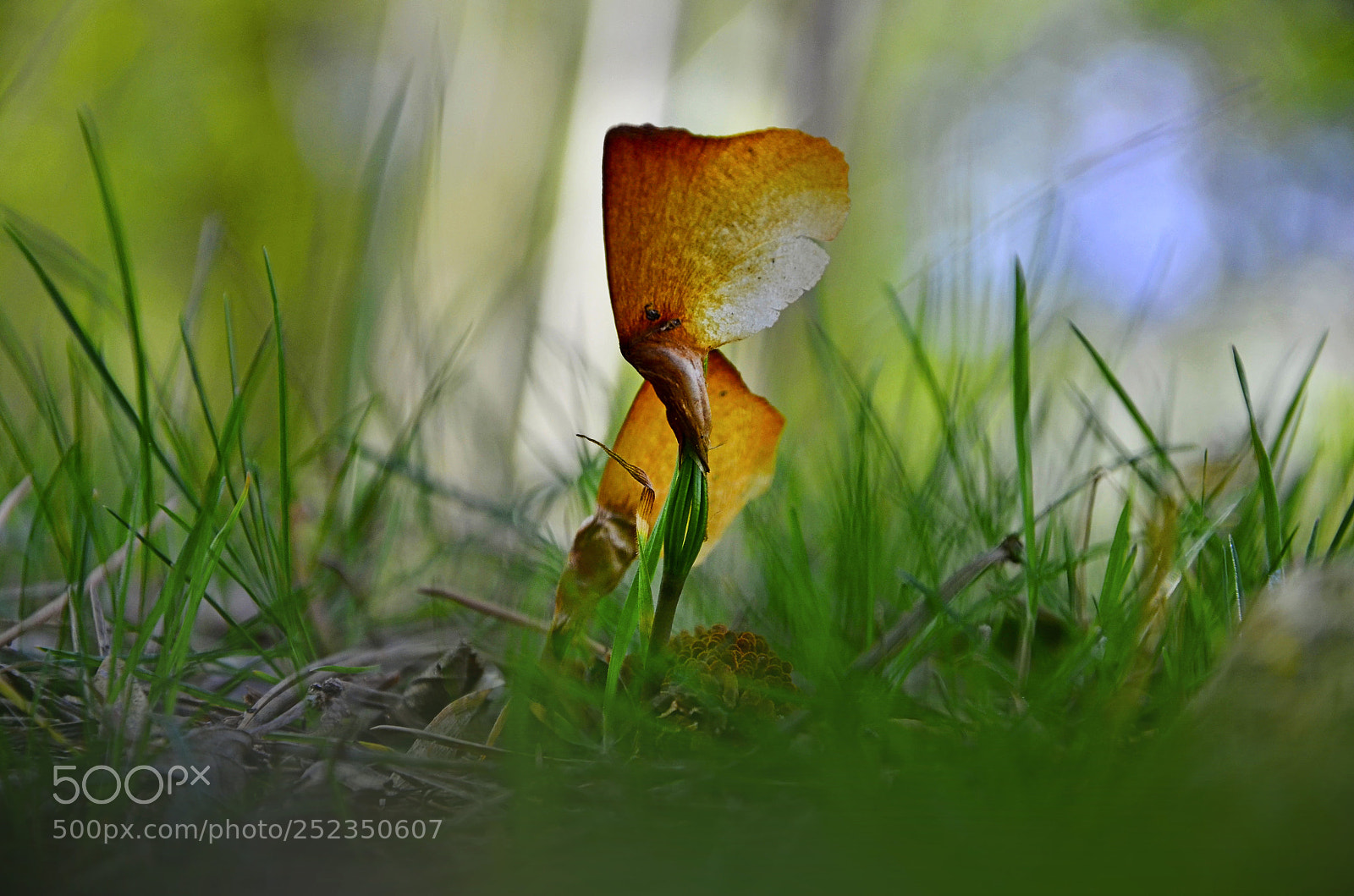 Nikon D7000 sample photo. Minimal secret world photography