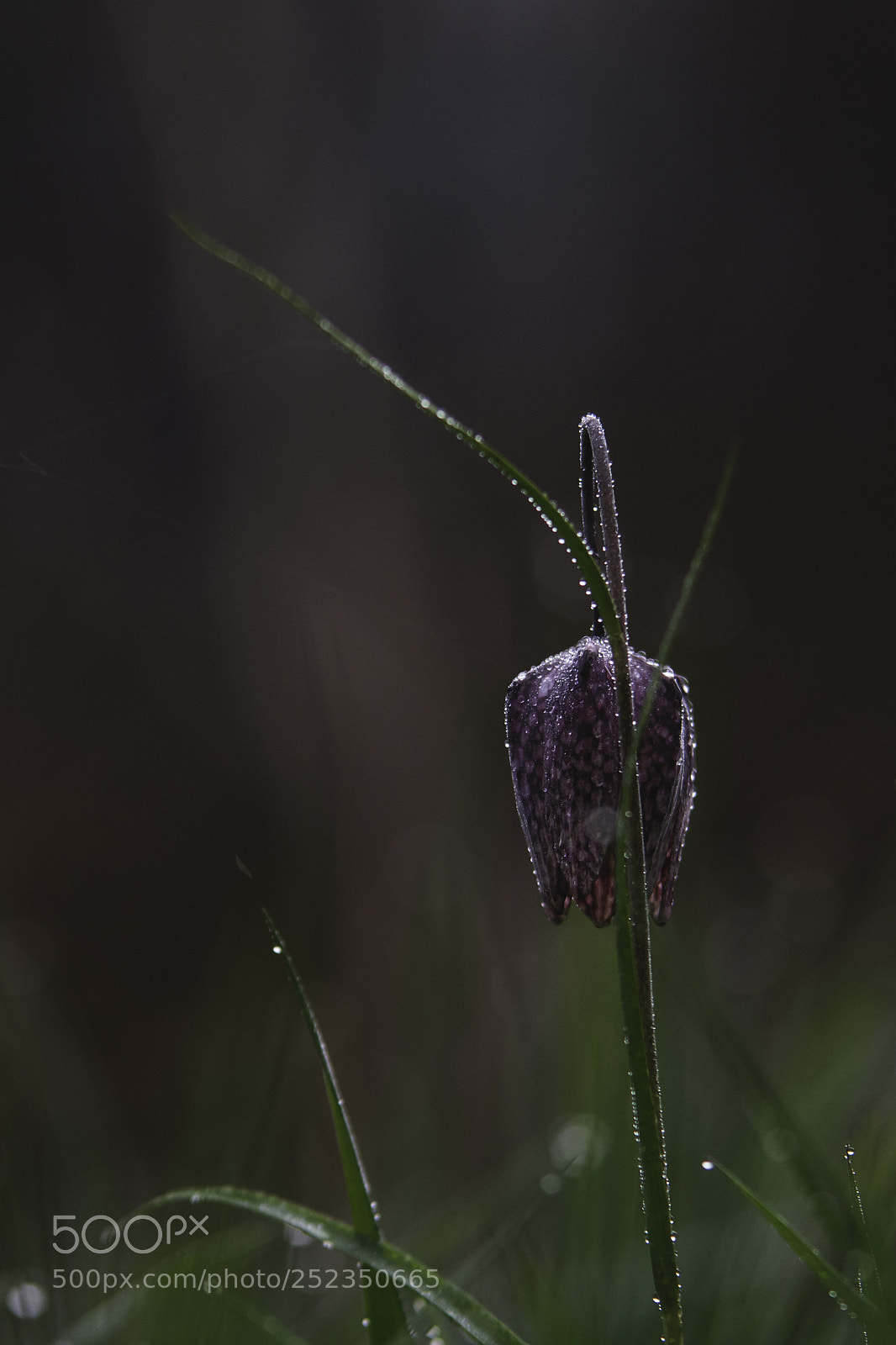 Nikon D7200 sample photo. Rosée du matin photography