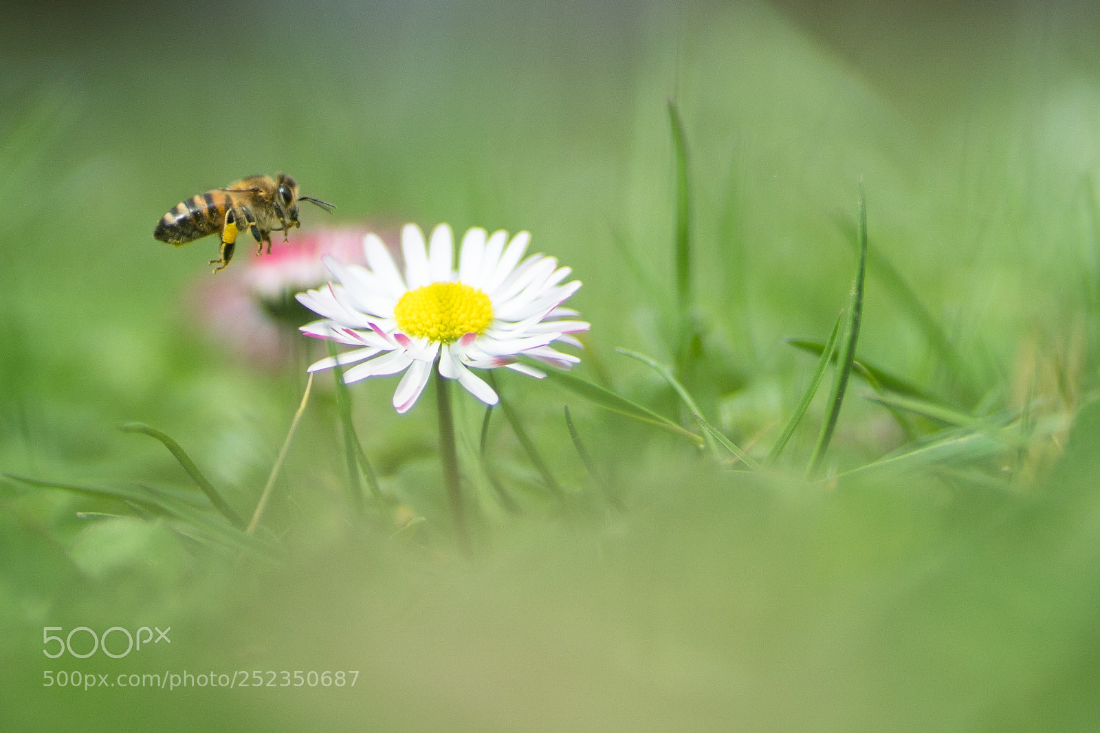 Sony a6500 sample photo. Foraging start photography