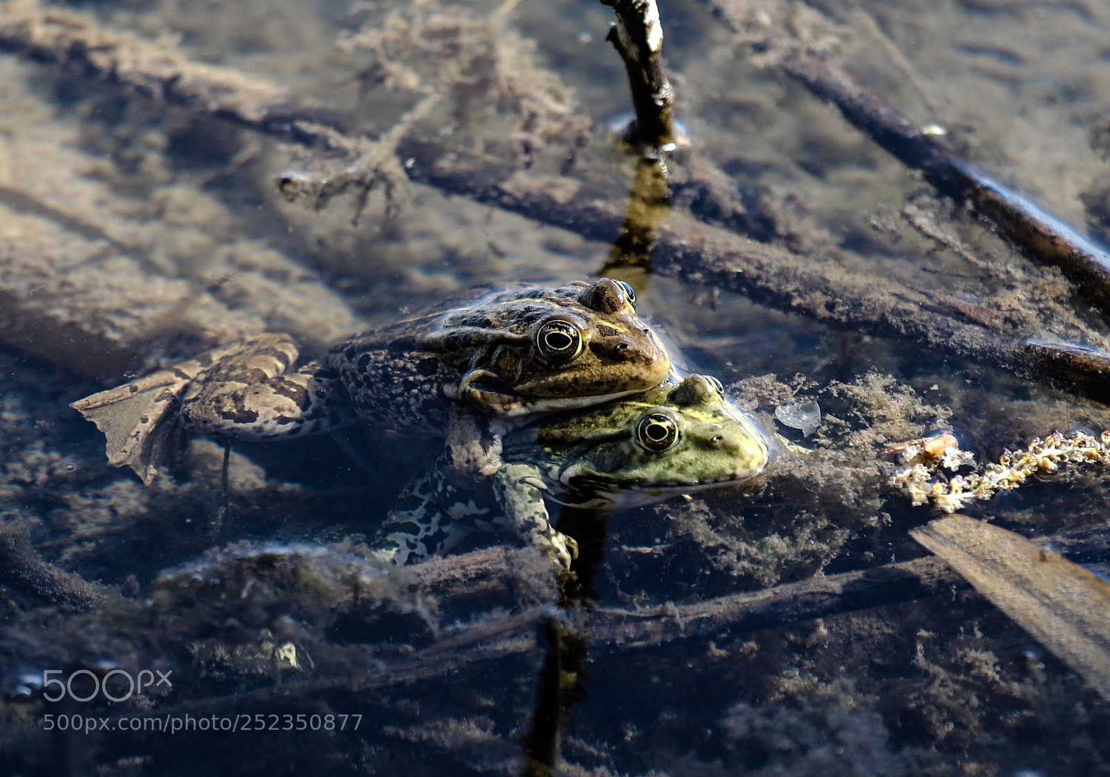Canon EOS 6D Mark II sample photo. Frogs photography