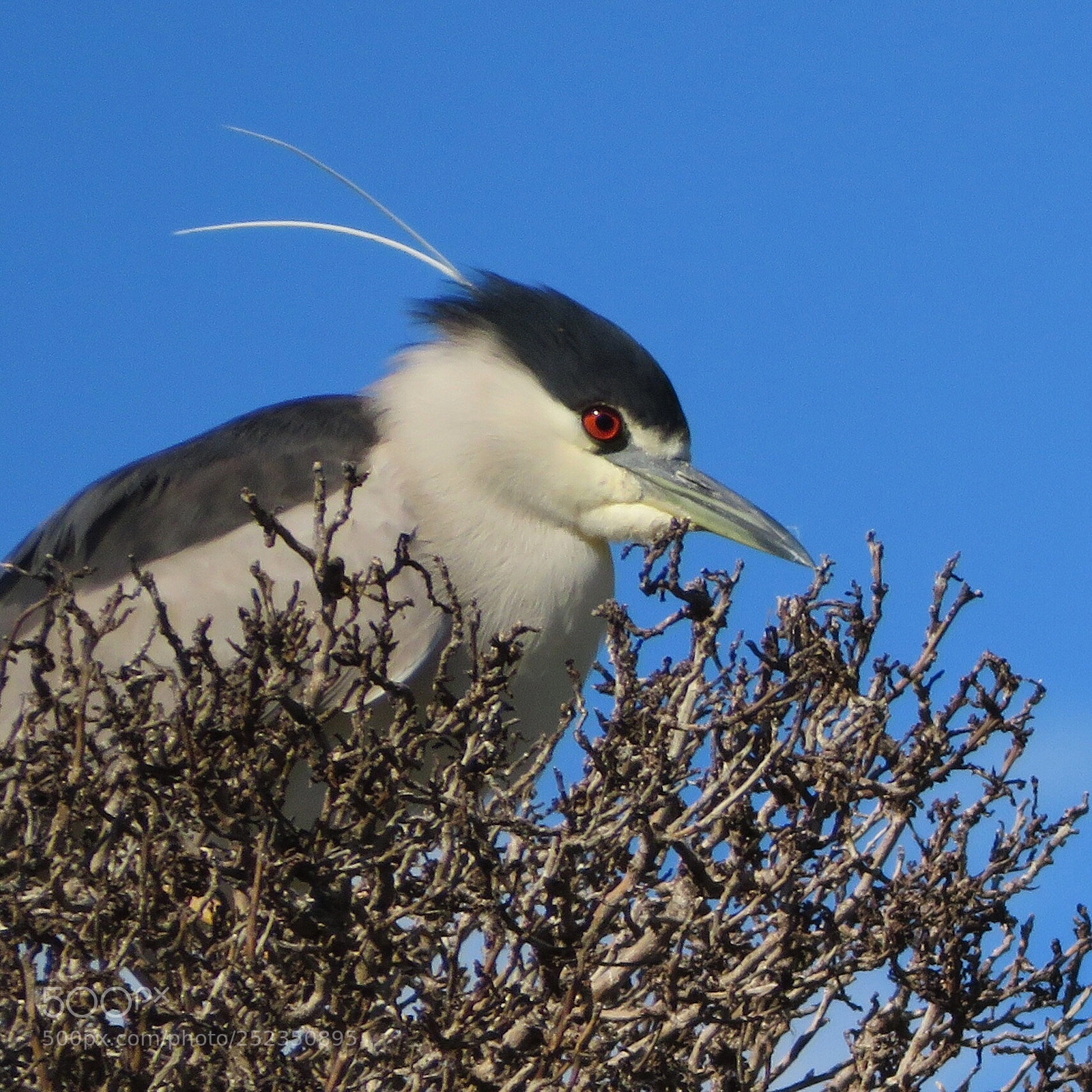 Canon PowerShot SX720 HS sample photo. Hackles up photography
