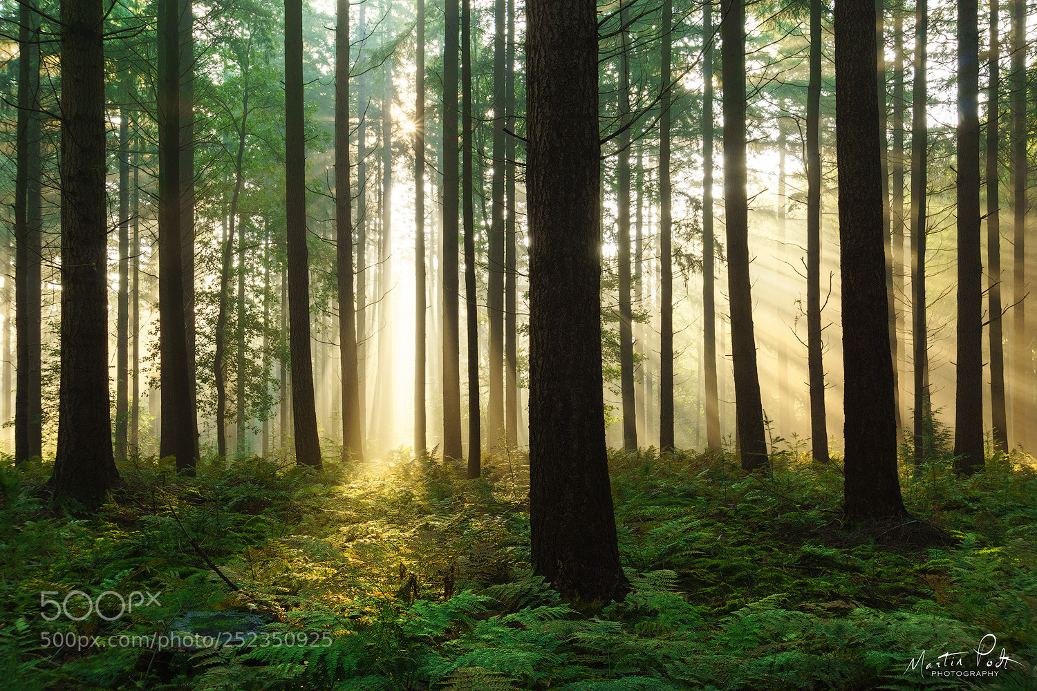Sony a5100 sample photo. Fresh forest photography