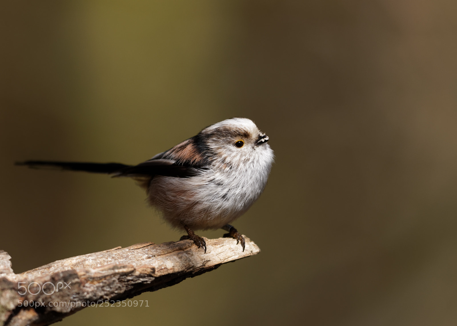 Canon EOS 5D Mark IV sample photo. Long tailed tit photography