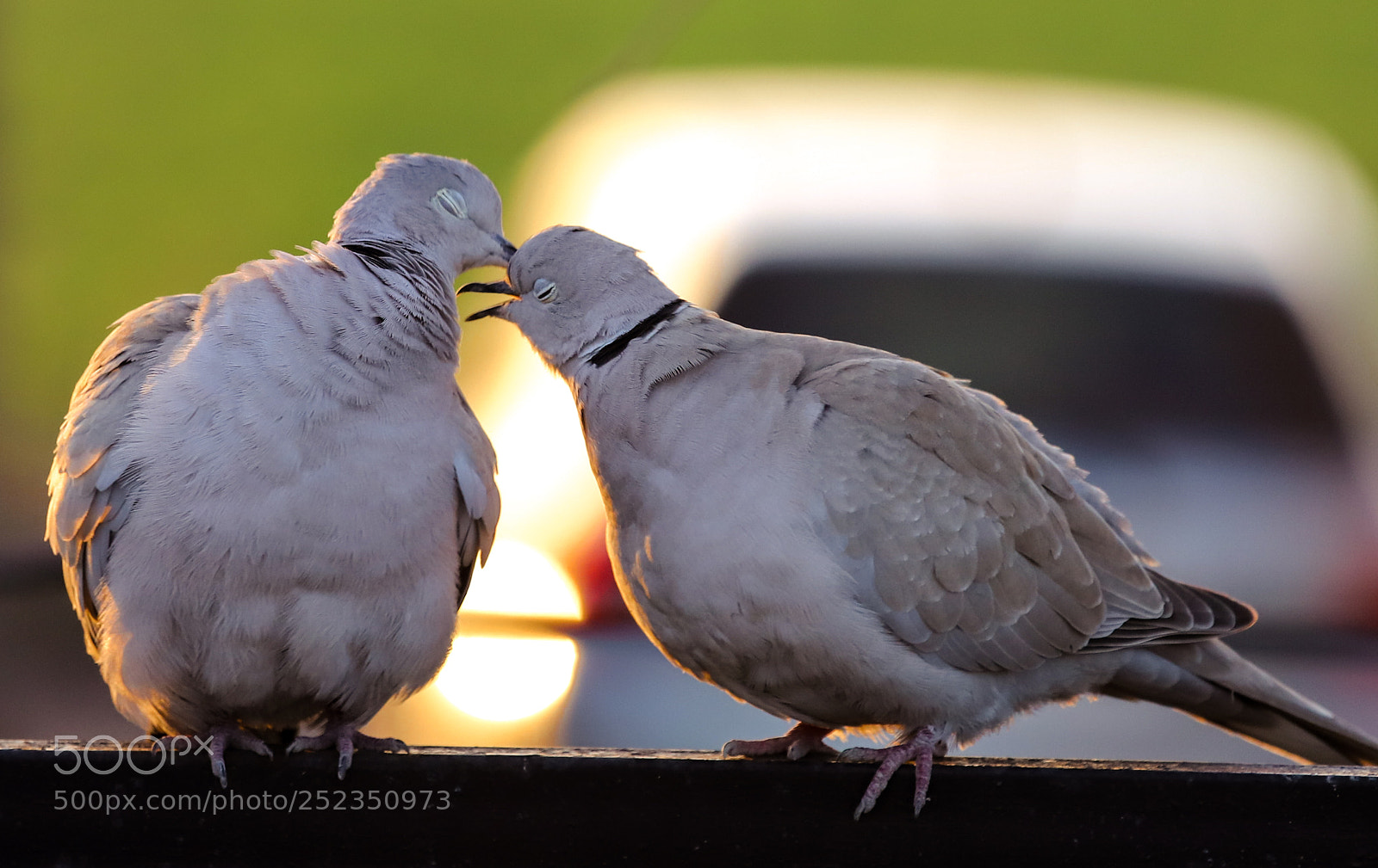 Canon EOS 6D Mark II sample photo. Pure love photography